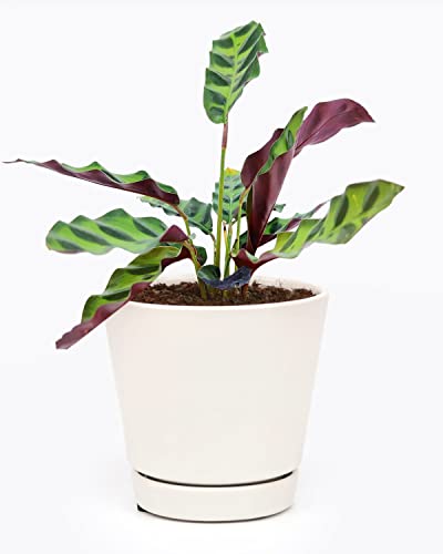 Calathea Lancifolia Rattlesnake Plant