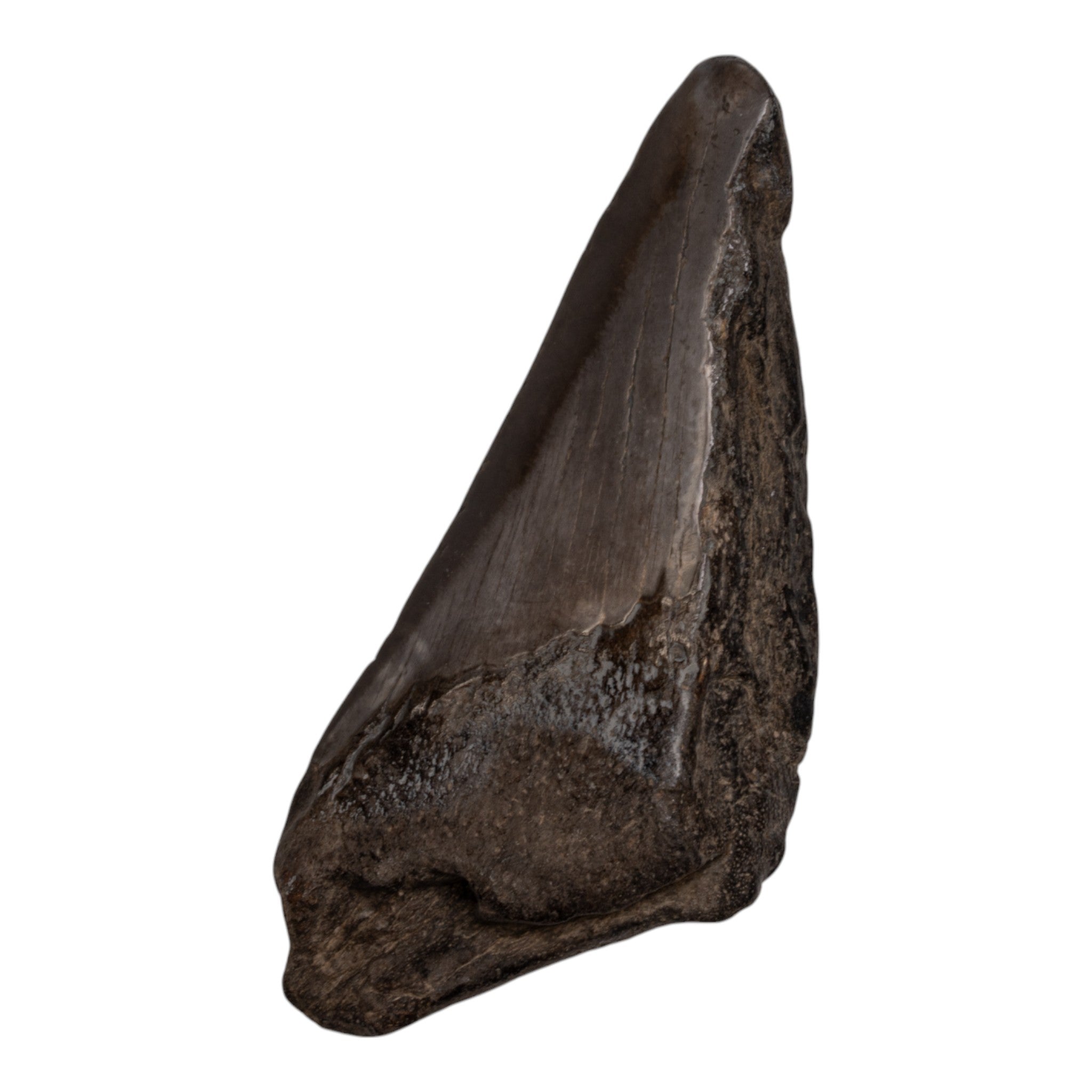 Authentic Megalodon Tooth Fossil - Half Size - Perfect for Collectors, Jewelry Making & Educational Displays