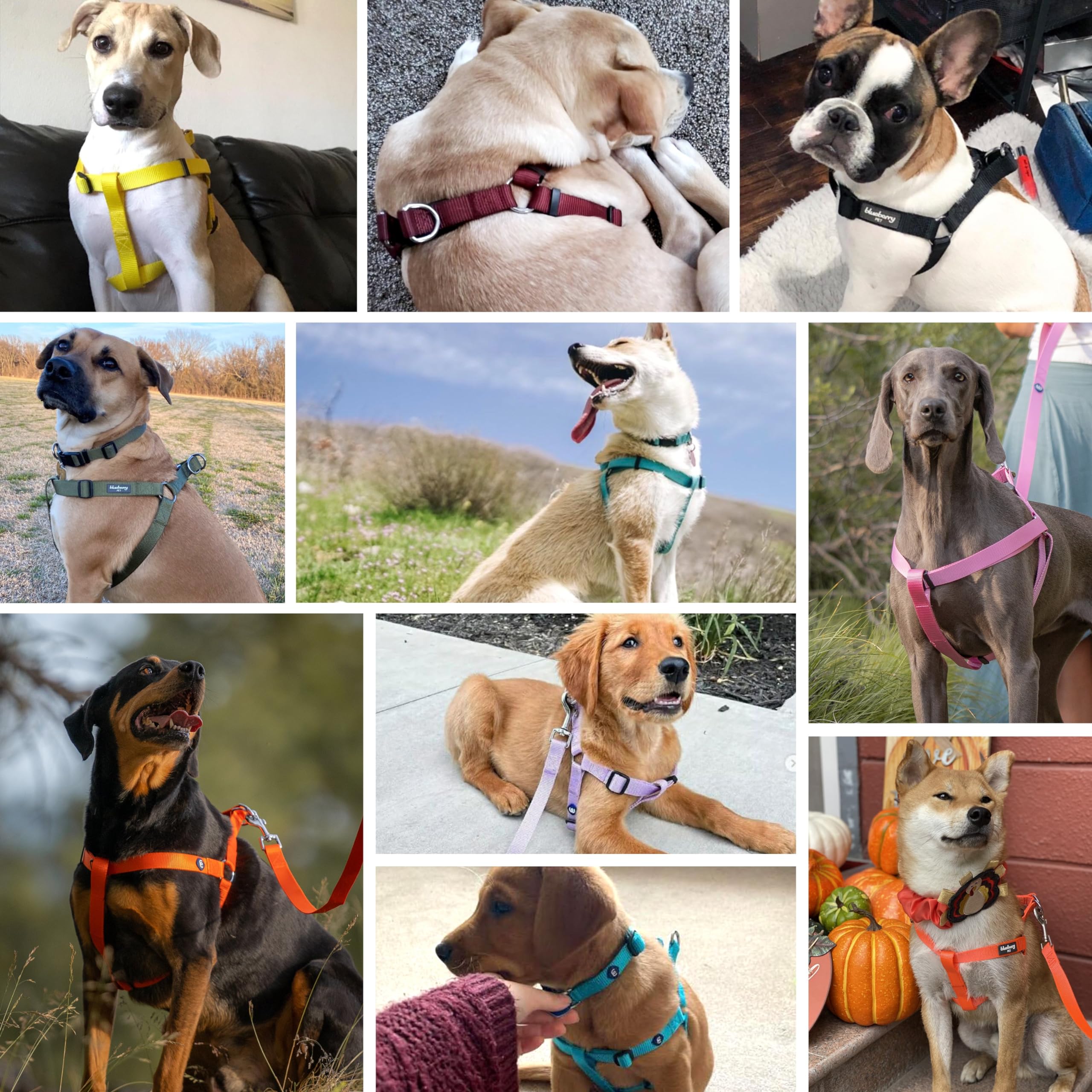 Blueberry Pet Essentials Adjustable No-Pull Dog Harness for Small Dogs - Classic Solid Nylon Step-in Harness for Easy Walking | Perfect for Daily Walks, Training & Outdoor Adventures