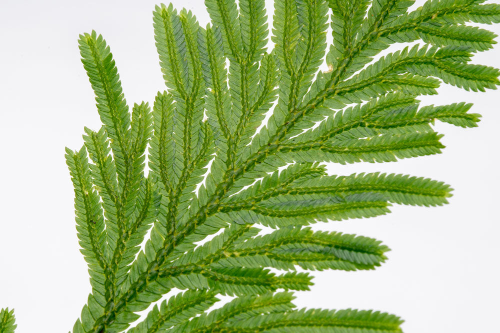 Selaginella Willdenowii - Blue Spikemoss Plant for Home & Garden Decor | Perfect for Terrariums, Fairy Gardens & Indoor Greenery