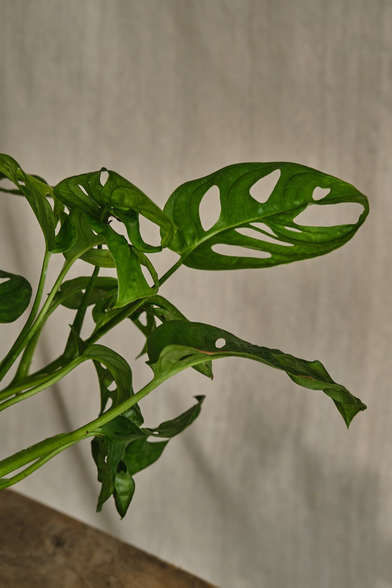 Monstera Adansonii Swiss Cheese Plant - Live Indoor Houseplant for Home Decor, Office & Garden - Easy Care Tropical Vine with Unique Leaf Holes