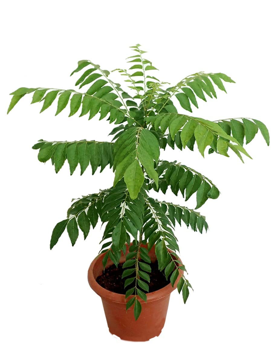 Organic Curry Leaves Live Plant - Sweet Neem (Kadi Patta) in Pot for Home Gardening | Fresh Herbs for Indian Cooking, Ayurvedic Remedies & Natural Home Decor
