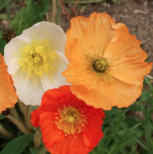 Iceland Poppy Seeds Mix - 3000 Heirloom Non-GMO Flower Seeds (Papaver nudicaule) by Isla's Garden - Perfect for Cottage Gardens, Borders & Cut Flower Arrangements
