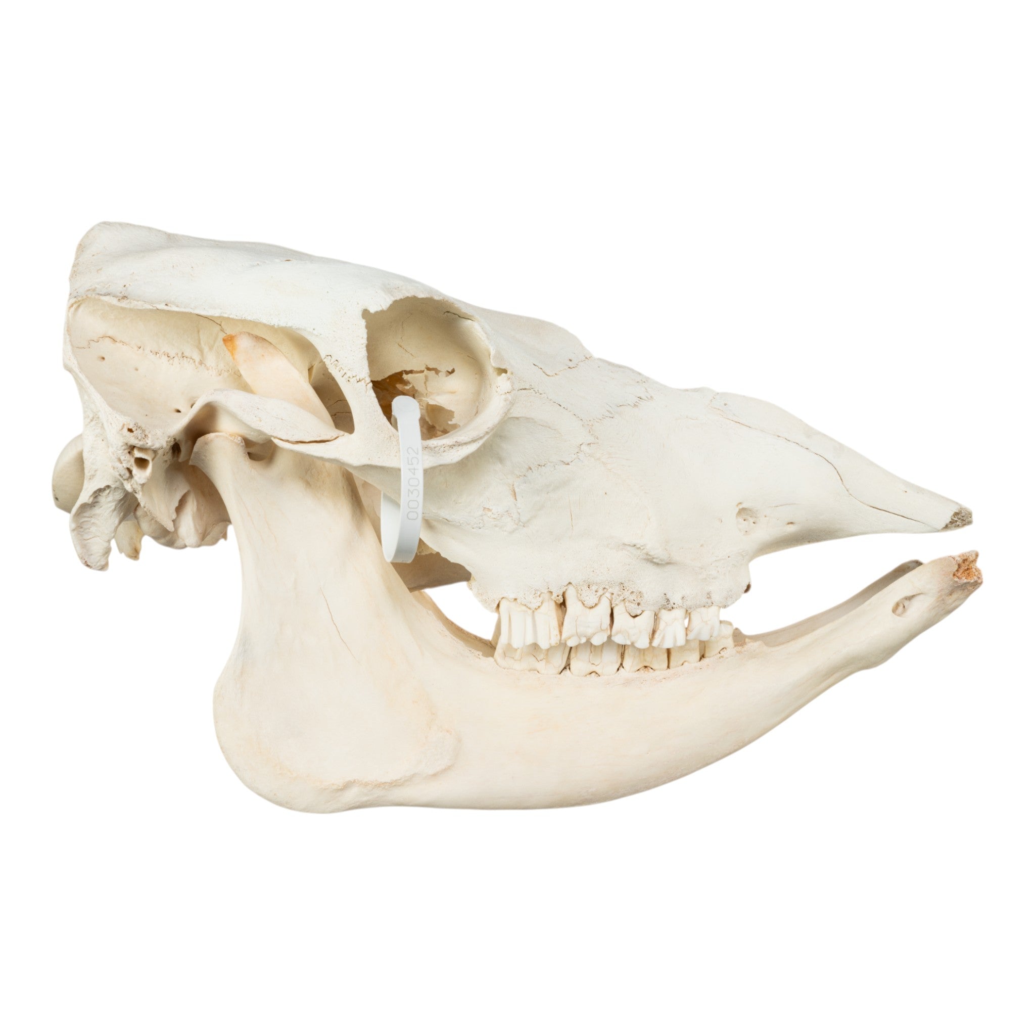 Authentic Cow Skull Decor - Genuine Domestic Cattle Skull for Western Home Decor, Halloween, and Ranch Style Interior Design | Perfect for Wall Art, Farmhouse Decor, and Gothic Themed Parties