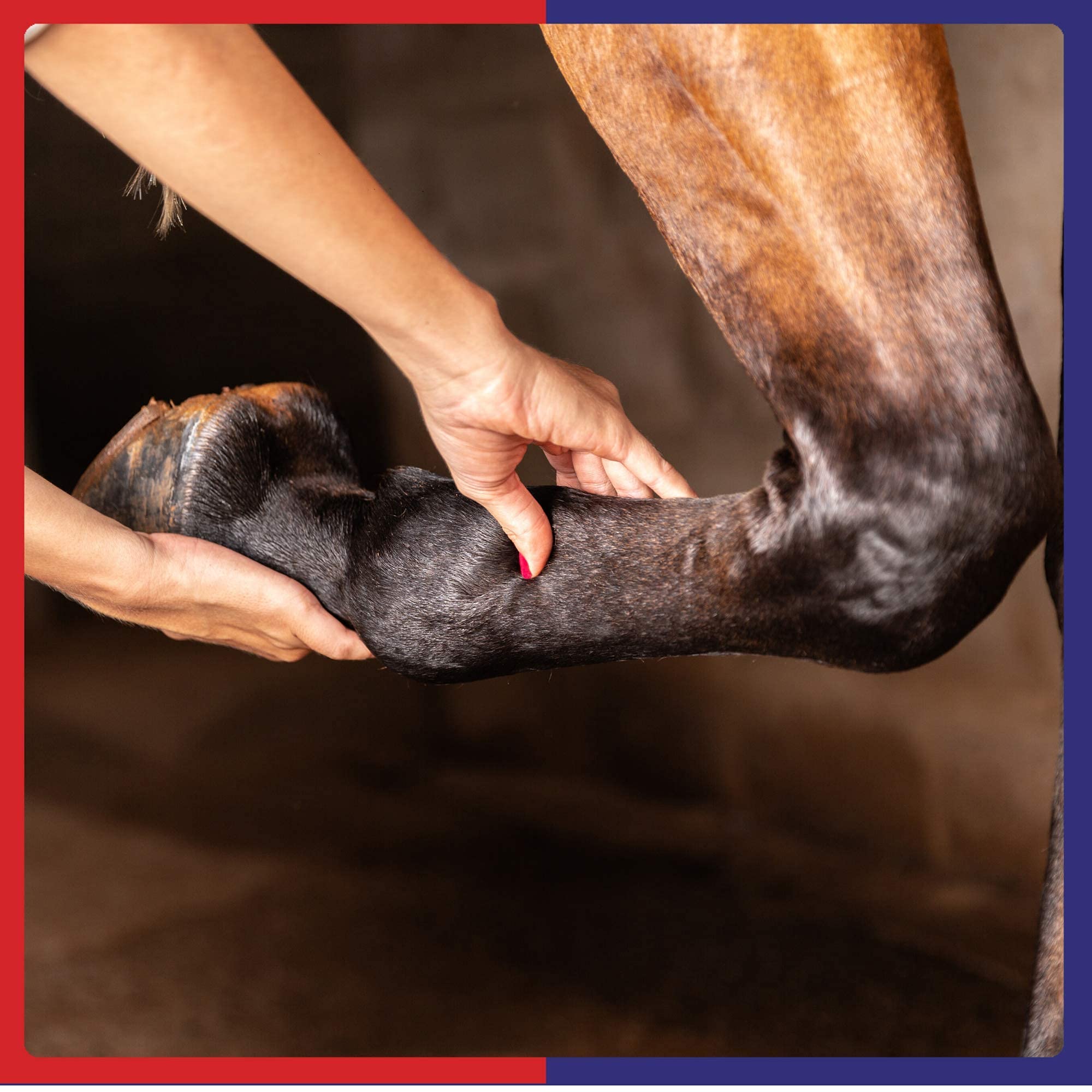 Veterinus Derma Gel - Herbal Pet Skin Care for Wounds & Healing | 100ml | Dog & Cat First Aid