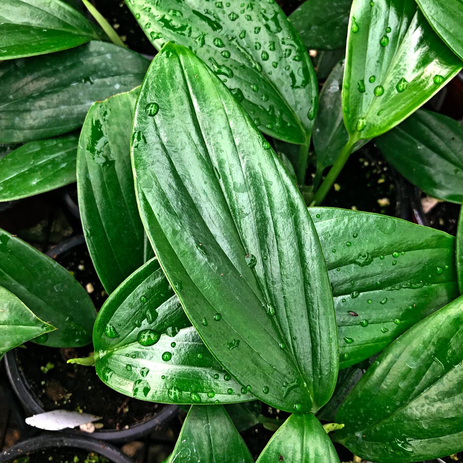 Rhaphidophora Decursiva Dragon Tail Plant - 3 Live Rare Houseplants in 4 Inch Pots - Florist Quality Indoor Plants from Florida - Perfect for Home Decor, Office Spaces & Tropical Gardens