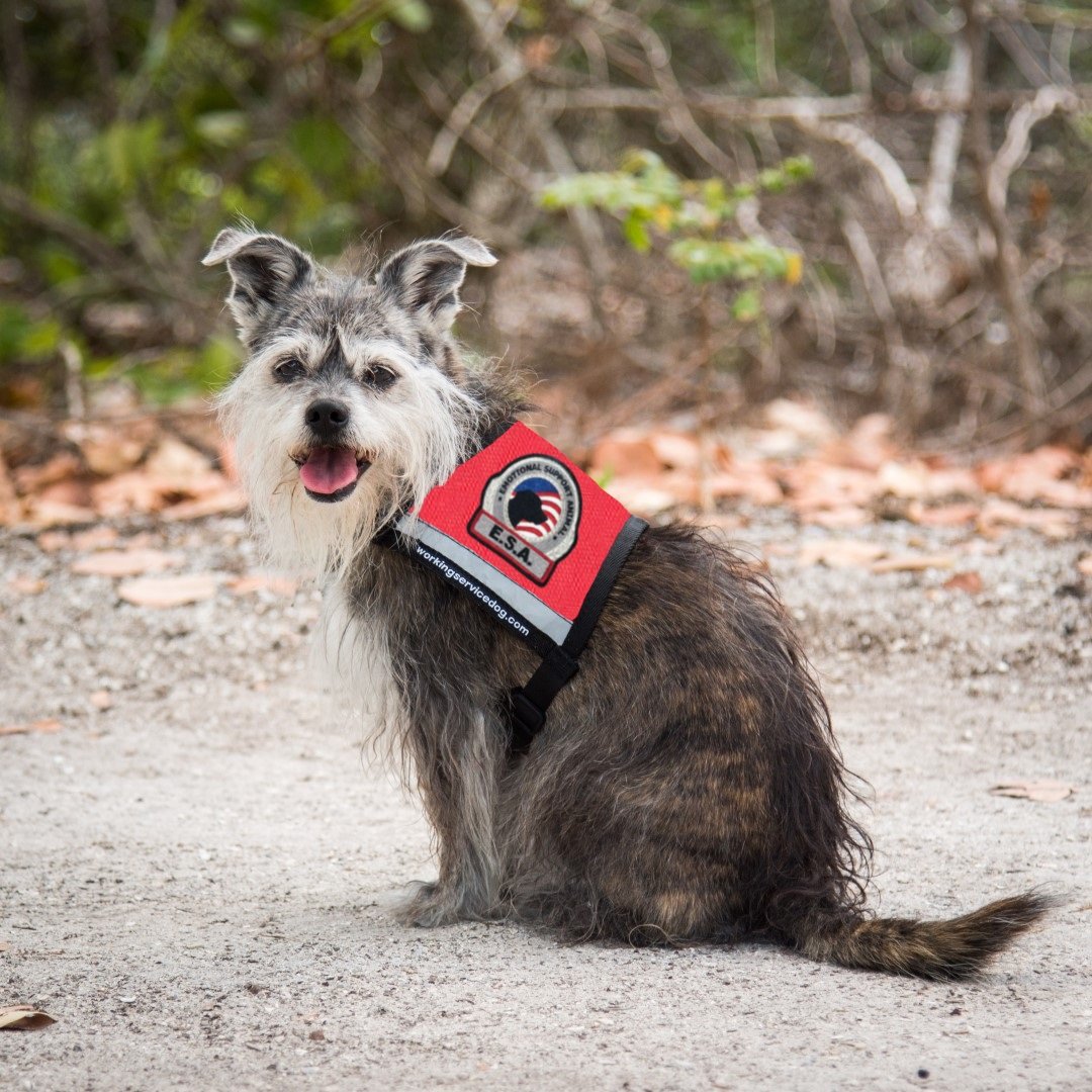Premium Emotional Support Dog Vest for Small Dogs - ESA Approved with 5 Federal Law Handout Cards (X-Small: 16-23
