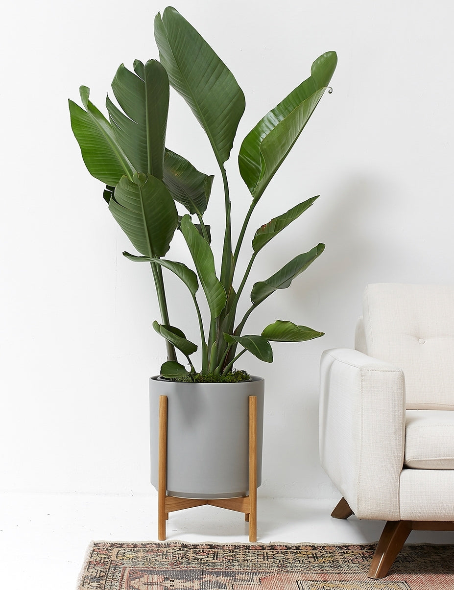 LBE Design Ceramic Planter Pot with Teak Wood Stand - Modern Indoor/Outdoor Flower Pot for Home Decor, Office & Garden Plants