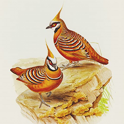 Rust Bronzewing Bird Naturalist John Gould Counted Cross Stitch Pattern