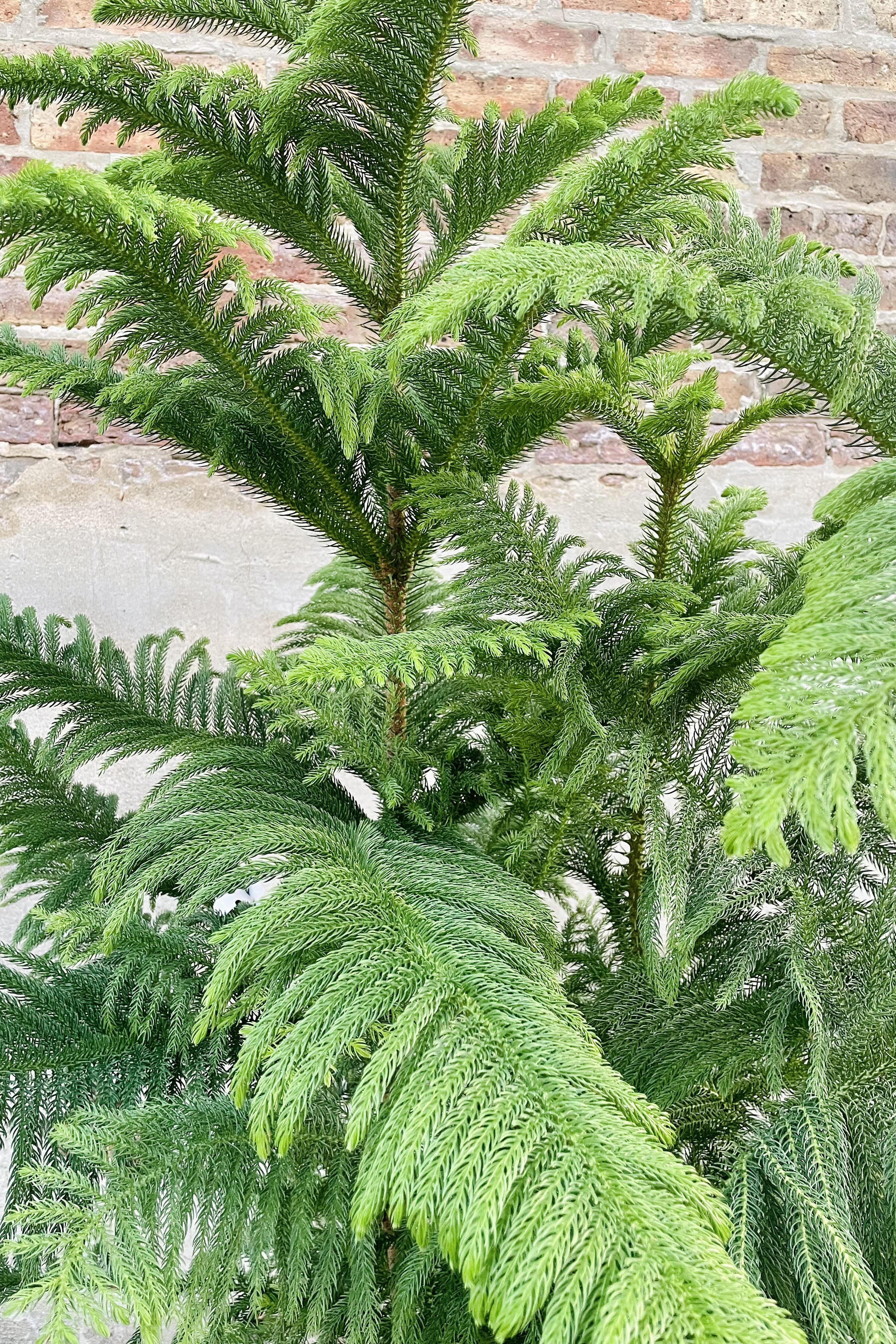 Norfolk Island Pine Tree (Araucaria heterophylla) - 14 Inch Live Indoor House Plant for Home Decor, Office, and Holiday Christmas Decorations