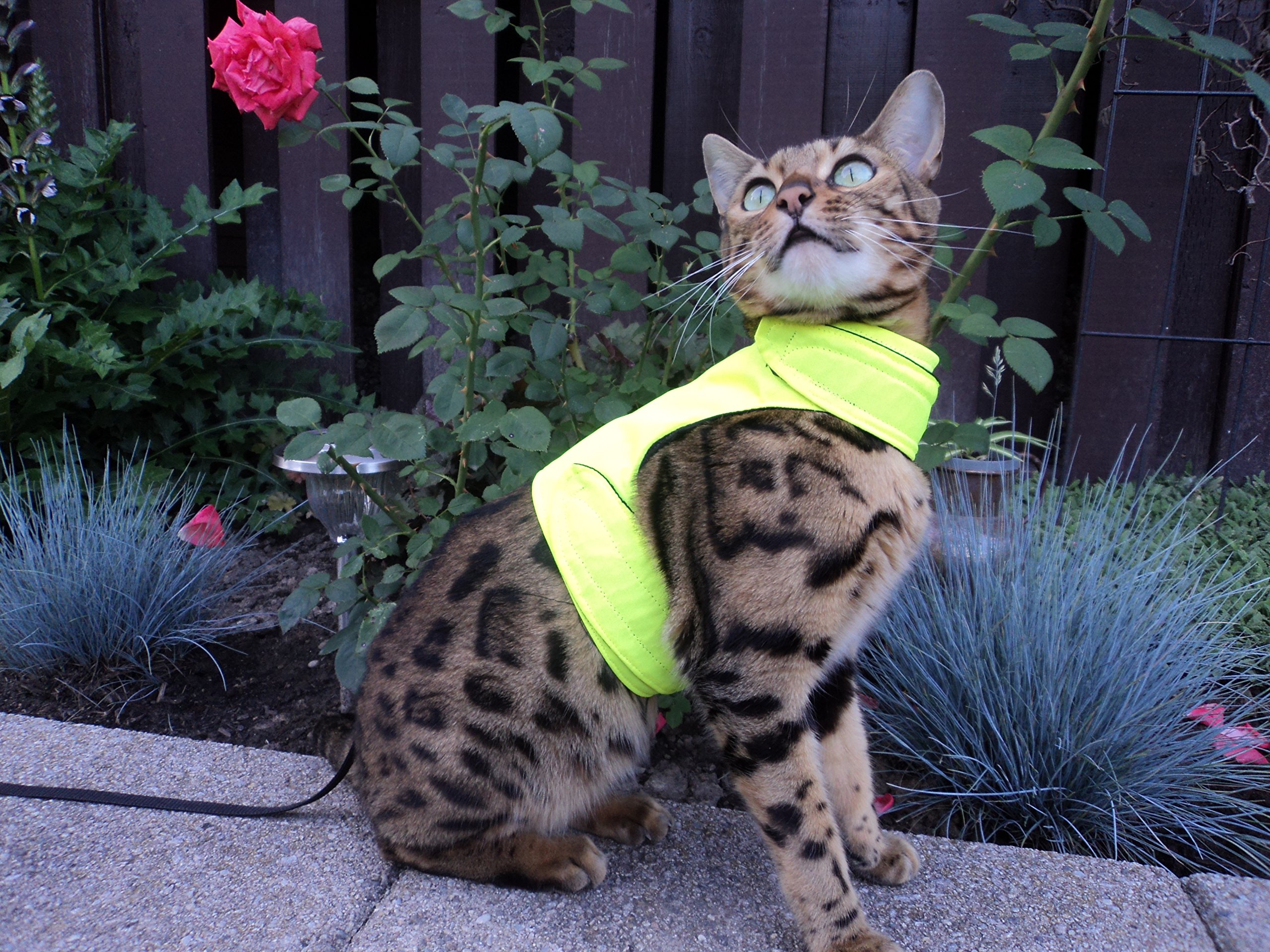 High Visibility Reflective Cat Jacket & Harness for Adult Cats - Safe Outdoor Walking & Nighttime Adventures