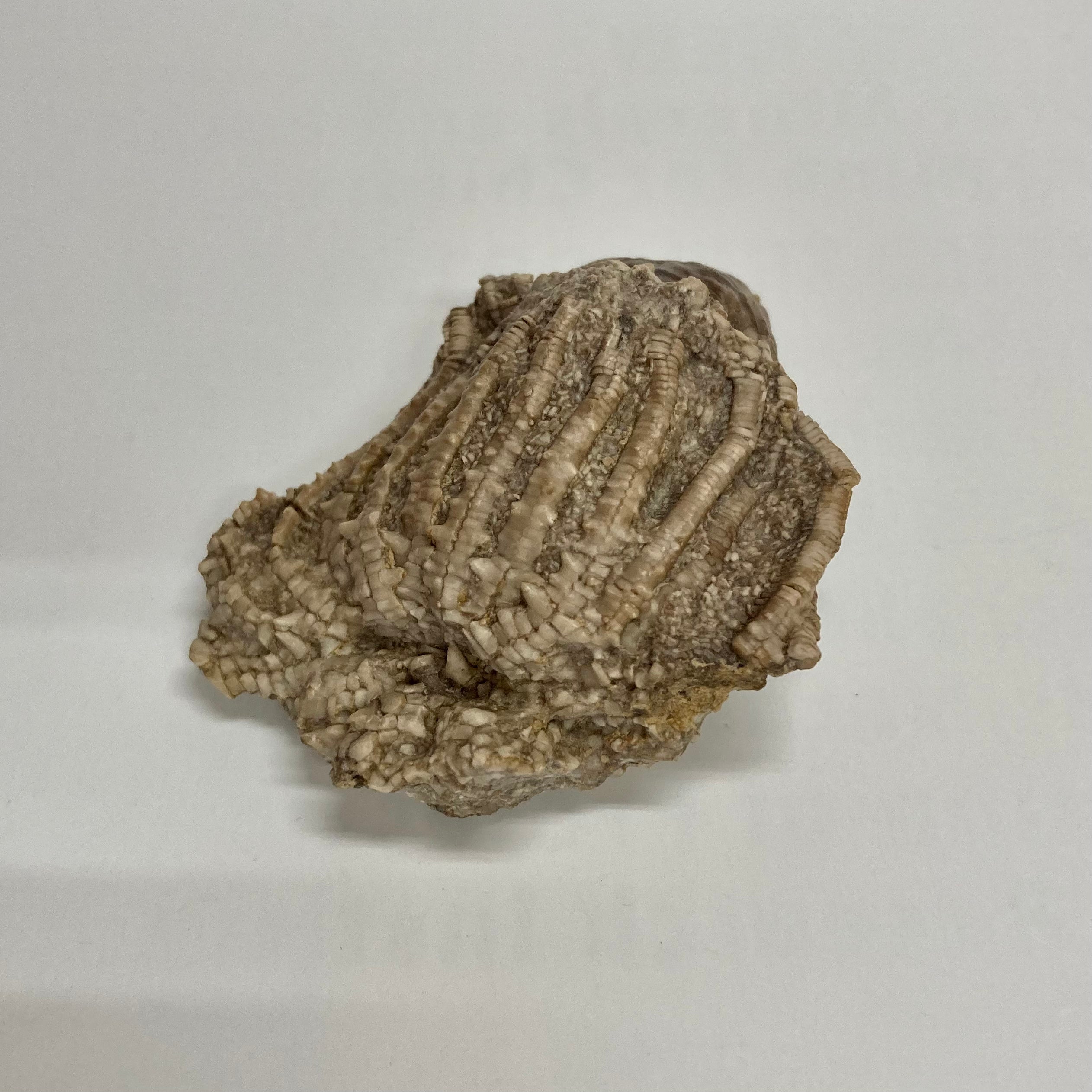 Fossilized Crinoid Eretmocrinus Tentor - Ancient Marine Fossil Specimen for Collectors, Paleontology Study & Home Decor