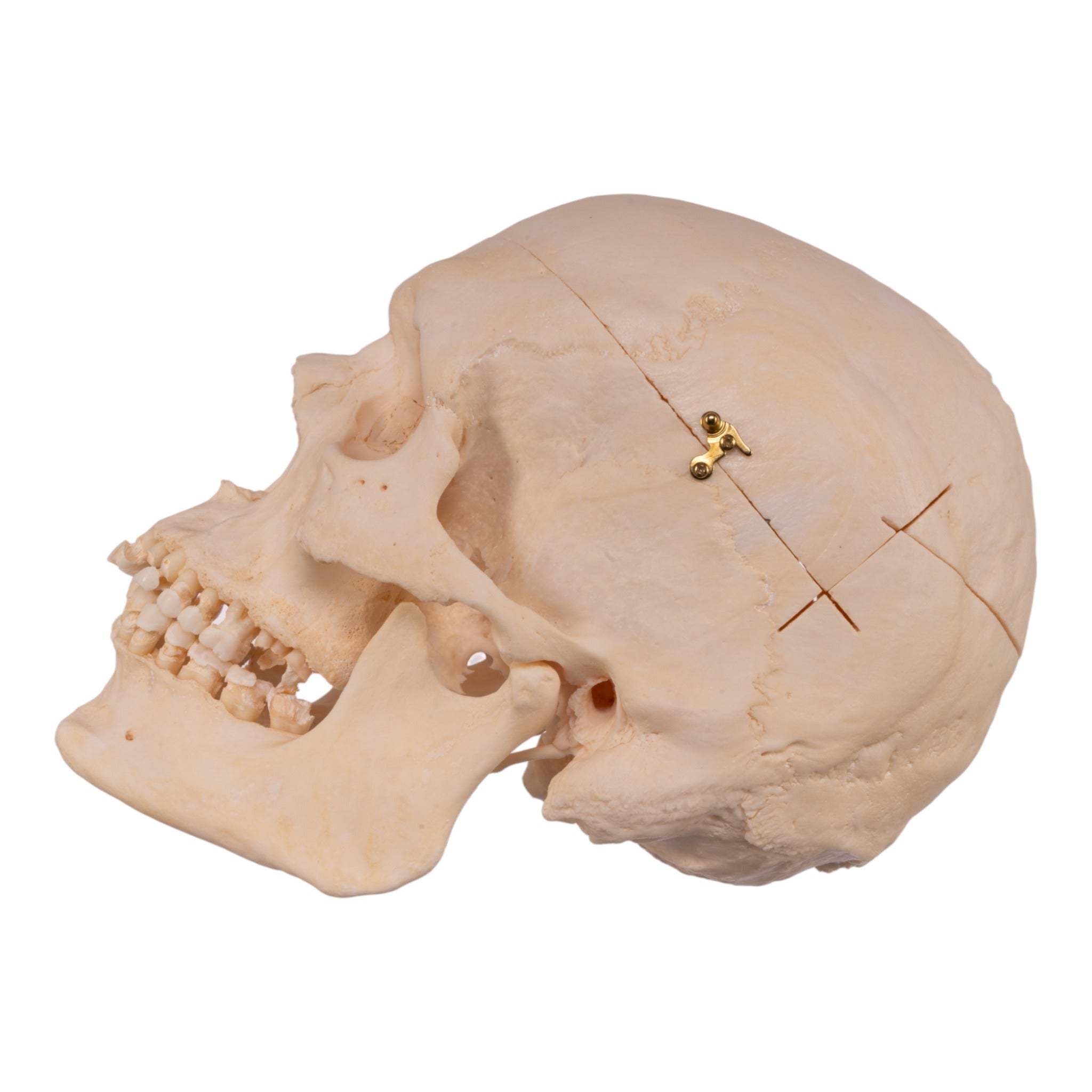 Premium Anatomical Human Skull Model - Accurate Medical & Educational Tool for Students, Doctors & Researchers | Perfect for Anatomy Study, Classroom Teaching & Medical Training