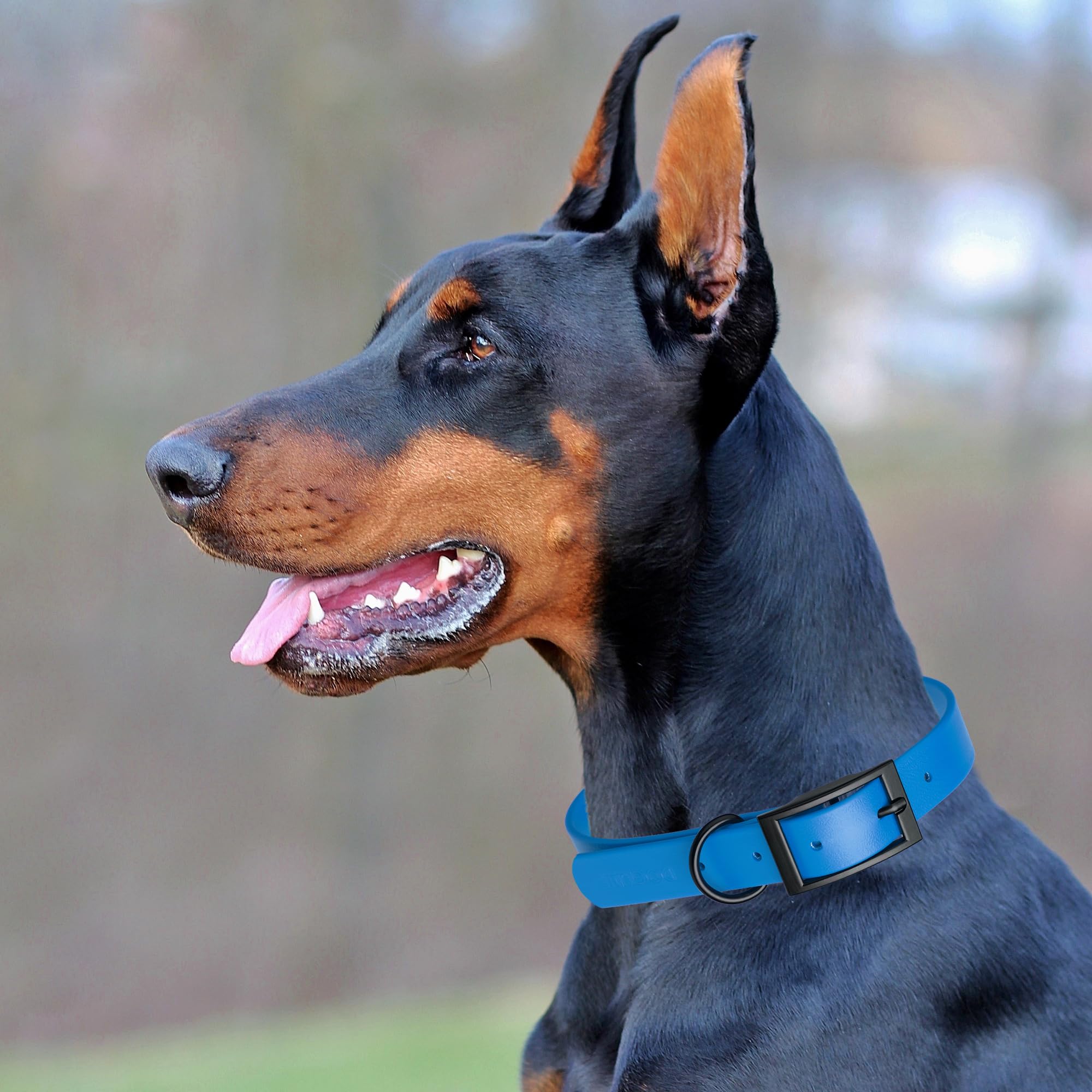 Premium Waterproof Biothane Dog Collar - Odor-Proof, Easy to Clean & Durable - Adjustable for Small, Medium & Large Dogs - Cerulean Blue - Perfect for Outdoor Adventures, Swimming & Daily Walks