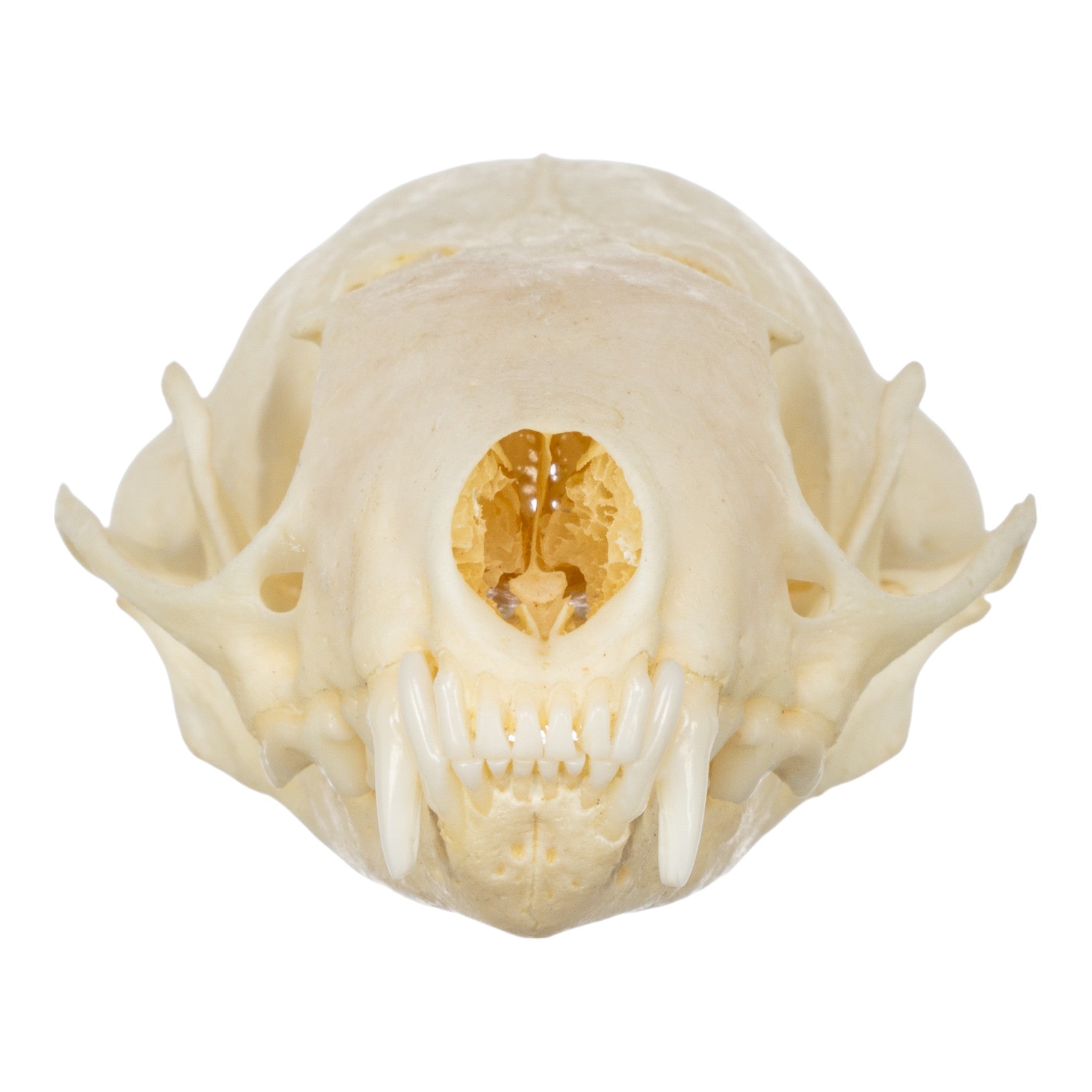 Authentic Western Spotted Skunk Skull - Taxidermy Specimen for Science Education, Oddity Collectors & Gothic Home Decor