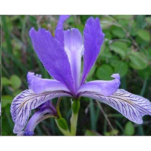 Wild Blue Iris Seeds (25 Seeds) - Vibrant Blue to Violet Blooms, Attracts Hummingbirds | Perfect for Garden Borders, Pollinator Gardens & Cut Flower Arrangements