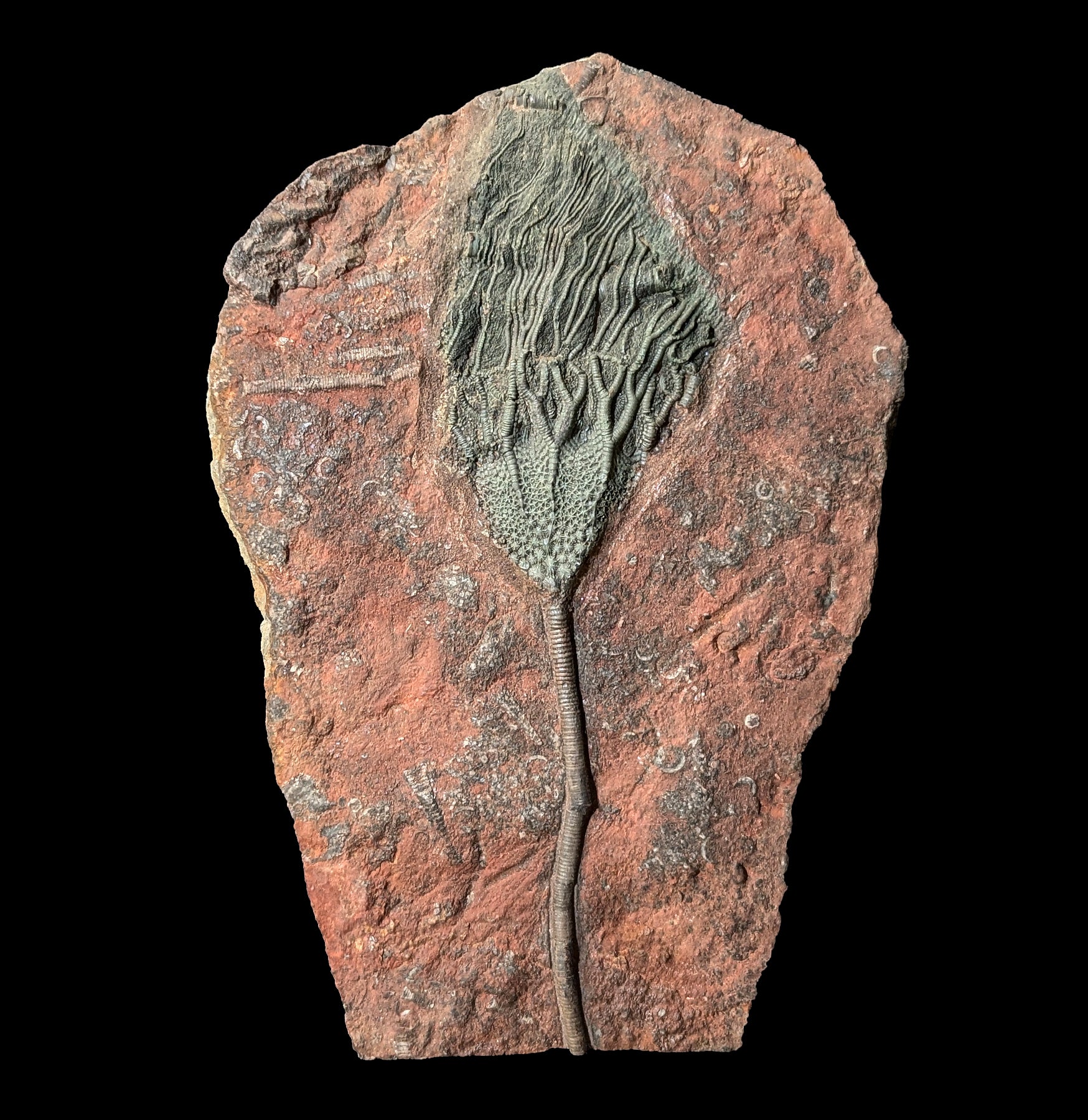 Devonian Crinoid Fossil Plate - Authentic Paleozoic Era Marine Specimen for Collectors & Education | Perfect for Home Decor, Classroom Display & Geology Enthusiasts