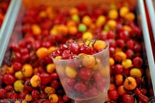 10 BOD'E Hot Pepper Seeds - Super Spicy Brazilian Tiny Pepper with Fruity Flavor | Perfect for Home Gardening, Cooking, and DIY Hot Sauce Making