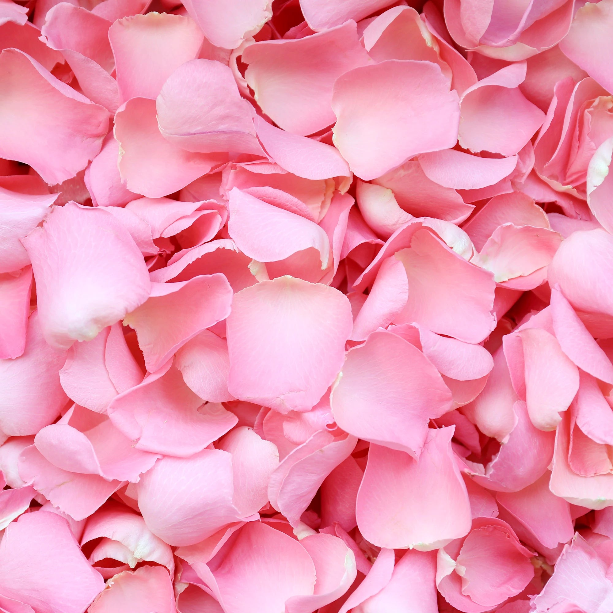 Fresh Rose Petals - Premium Dried or Real Rose Flowers for Weddings, Baths & Romantic Decor | Bulk Organic Rose Petals for DIY, Spa & Aromatherapy