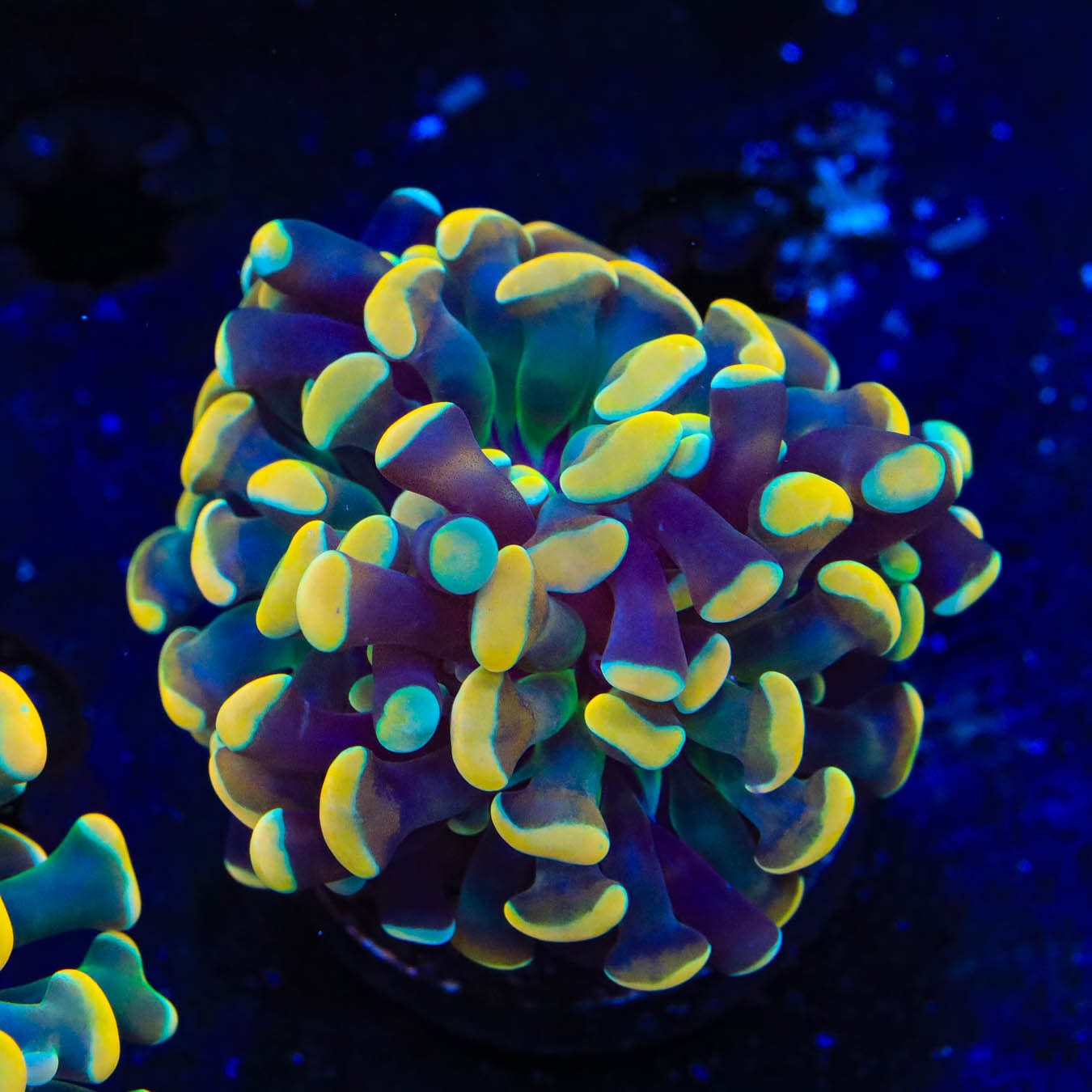 Electro Hammer Coral - High-Quality Marine Aquarium Coral for Reef Tanks | Perfect for Saltwater Fish Tanks & Coral Propagation