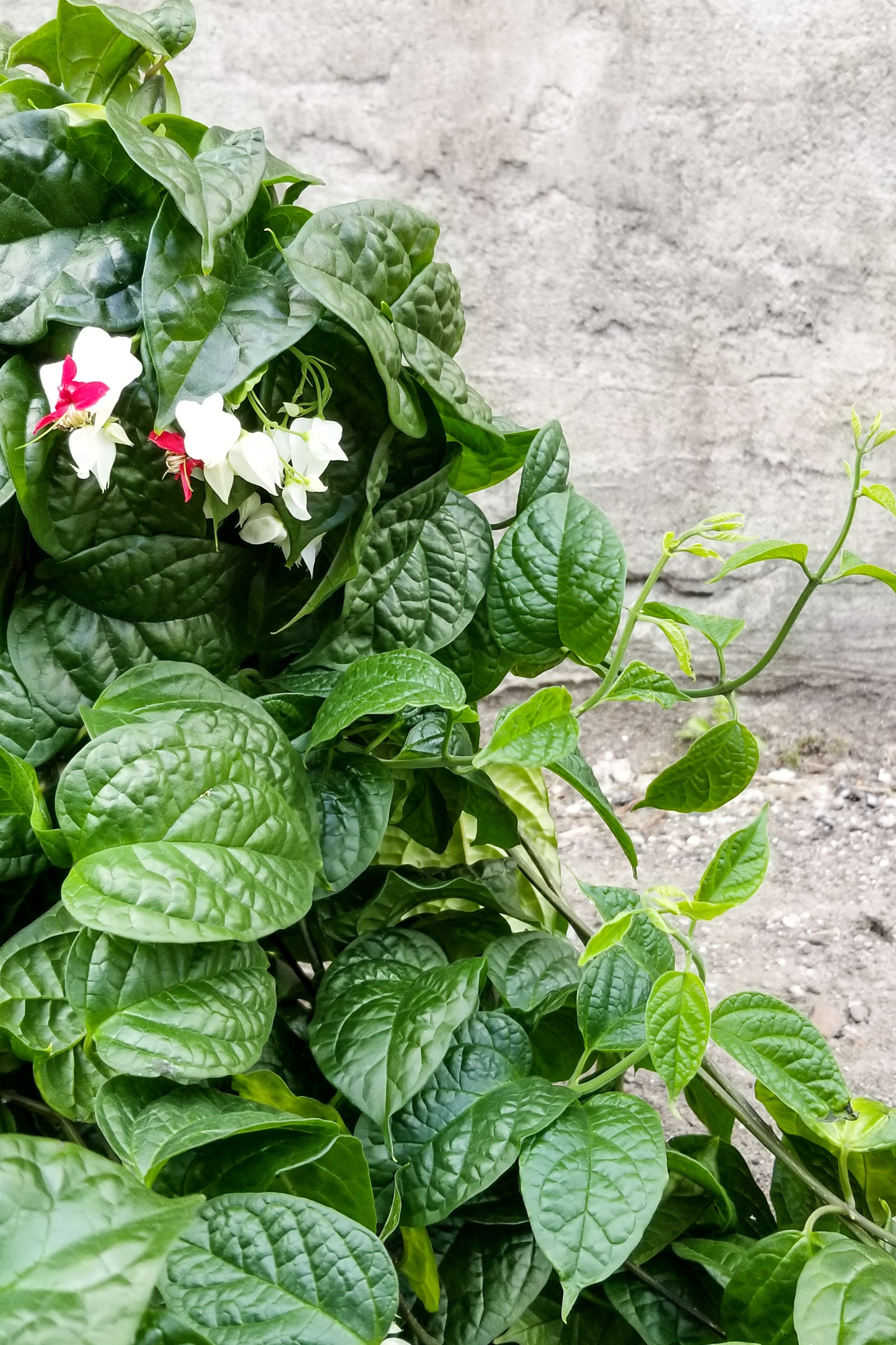 Bleeding Heart Vine (Clerodendrum thomsoniae) - 10 Live Plants for Garden, Trellis & Indoor Decor | Exotic Flowering Vine for Landscaping & Home Gardening
