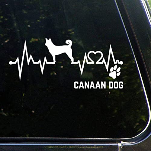 Canaan Dog
