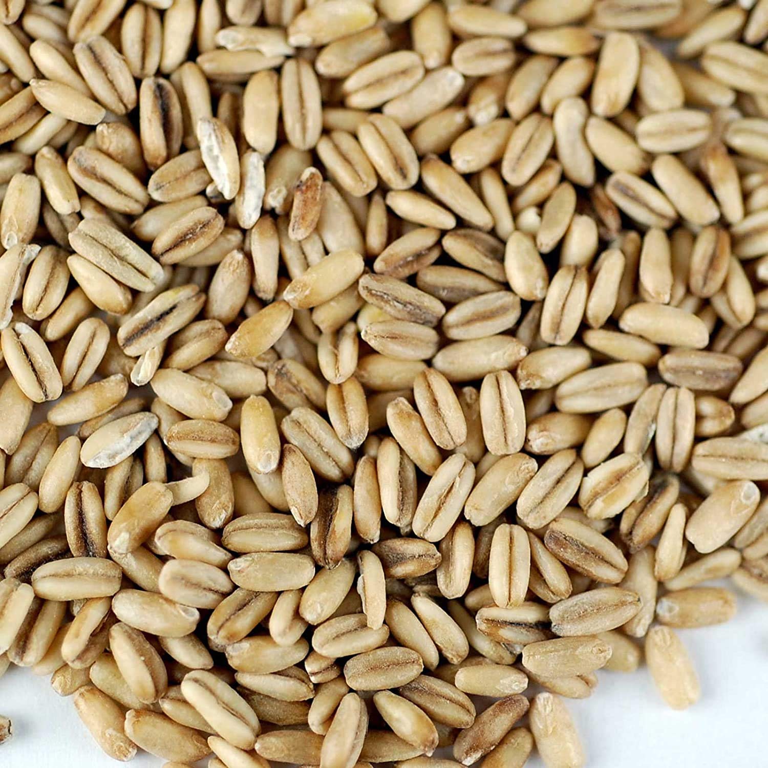 Organic Hulled Oat Groats - 30 Lbs Bulk - Whole Grain Oats with Hull Removed - Healthy Breakfast Cereal & Baking Ingredient - Perfect for Oatmeal, Granola, Bread & Long-Term Food Storage