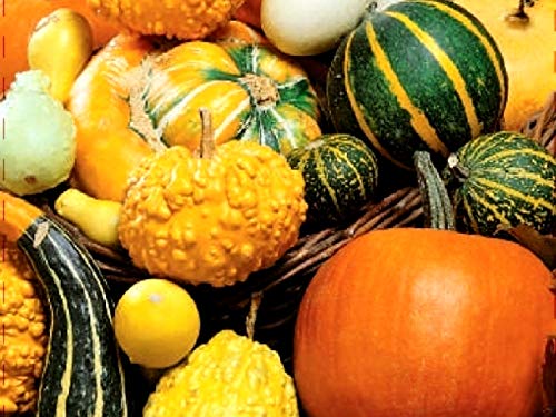 Decorative Pumpkin Seed Mix - Non-GMO Ornamental Squash & Gourd Seeds (10 Pack) for Planting, Fall Home Decor, Thanksgiving Centerpieces & Garden Landscaping