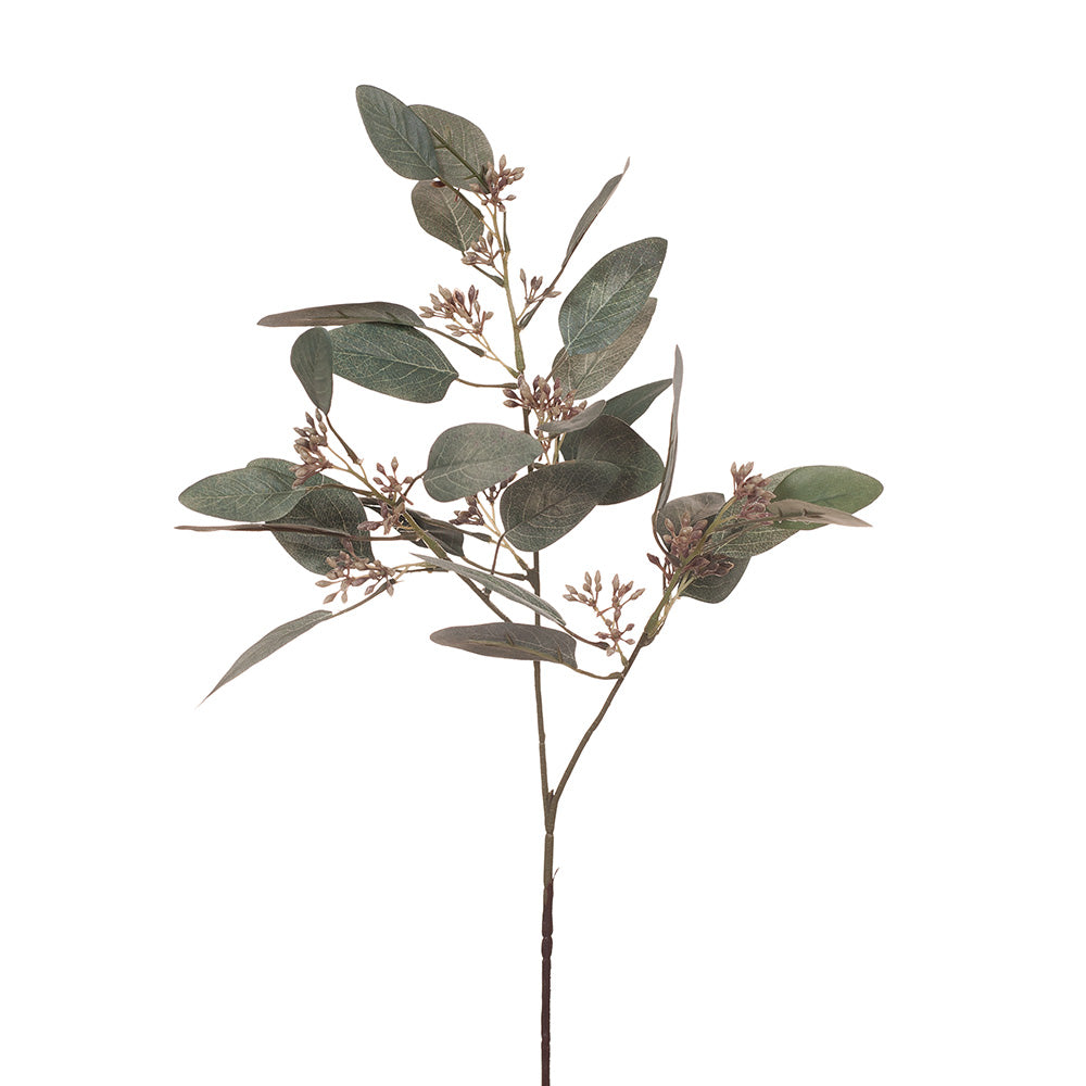 Organic Eucalyptus Leaves and Seeds (Grey) - Aromatherapy, Crafts & Home Decor - Perfect for DIY, Essential Oils & Relaxation Spaces