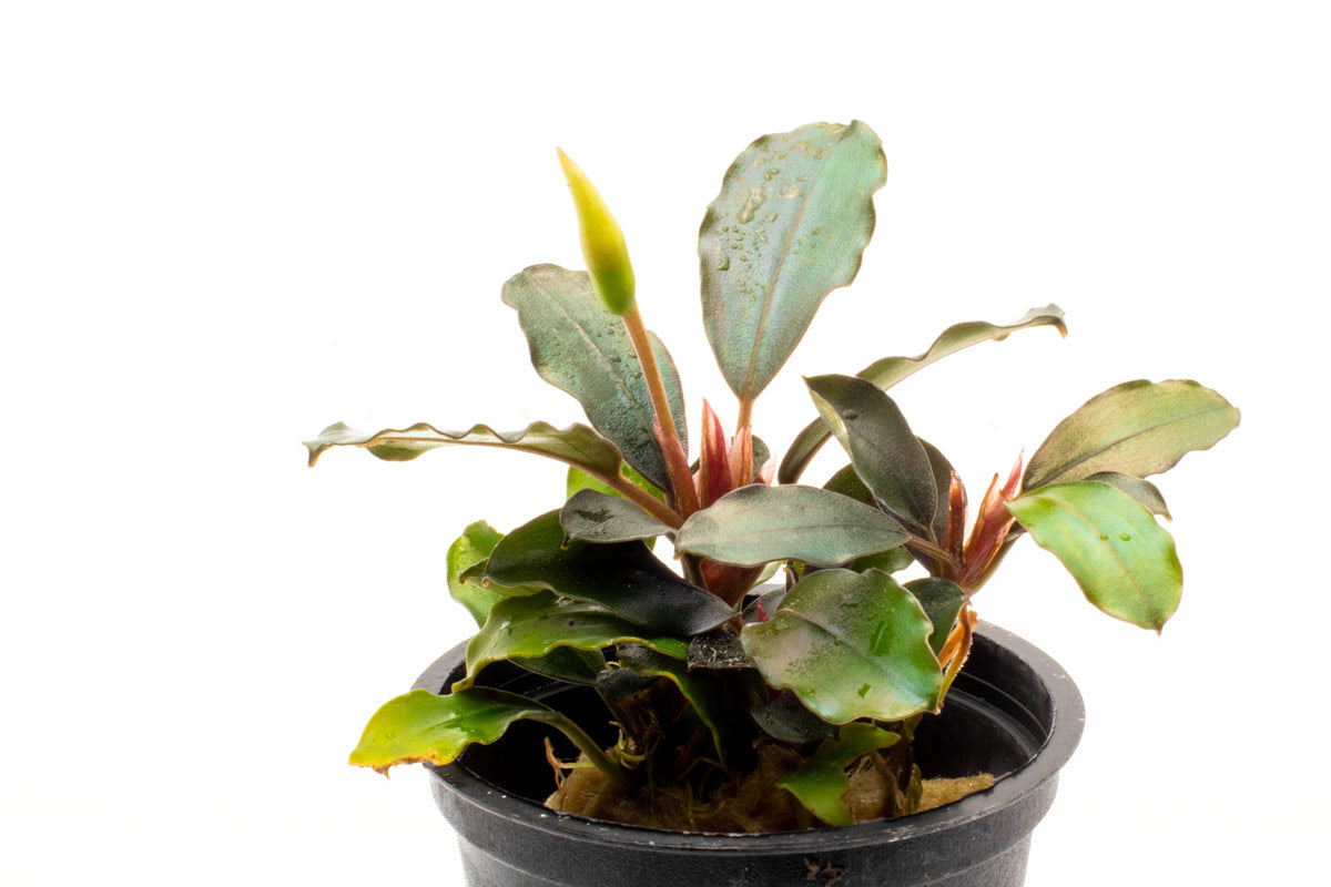 Bucephalandra Brownie Phoenix Aquatic Plant - Rare Live Aquarium Plant for Fish Tank Decoration | Perfect for Freshwater Aquascaping, Shrimp Tanks & Aquatic Gardens