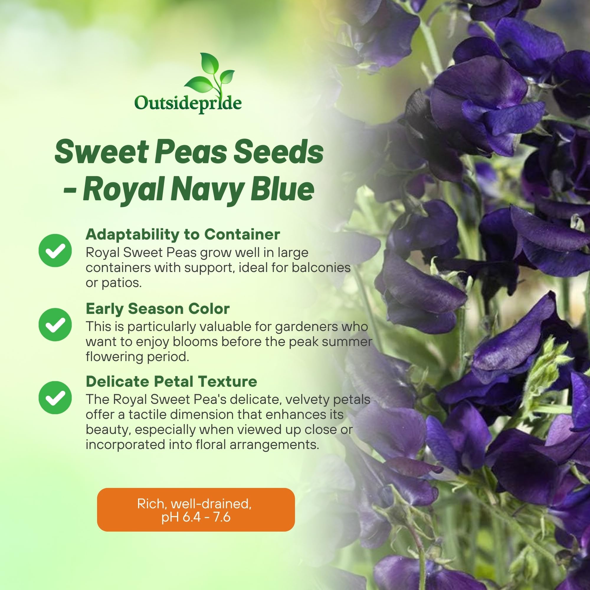 Outsidepride 250 Seeds Annual Lathyrus Odoratus Sweet Peas Royal Navy Blue Vine Seeds for Planting - Fragrant Climbing Flowers for Garden Trellis, Fence & Container Gardening