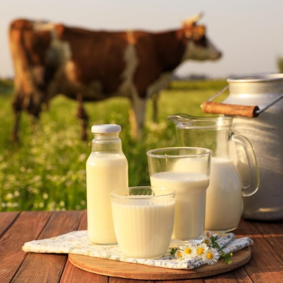 Mit Pufai Ultra-Pasteurized Homogenized Milk 3.8% Fat - 1000ml x 24 Pack (Shelf-Stable UHT Milk) - Perfect for Emergency Food Storage, Camping & Bulk Cooking