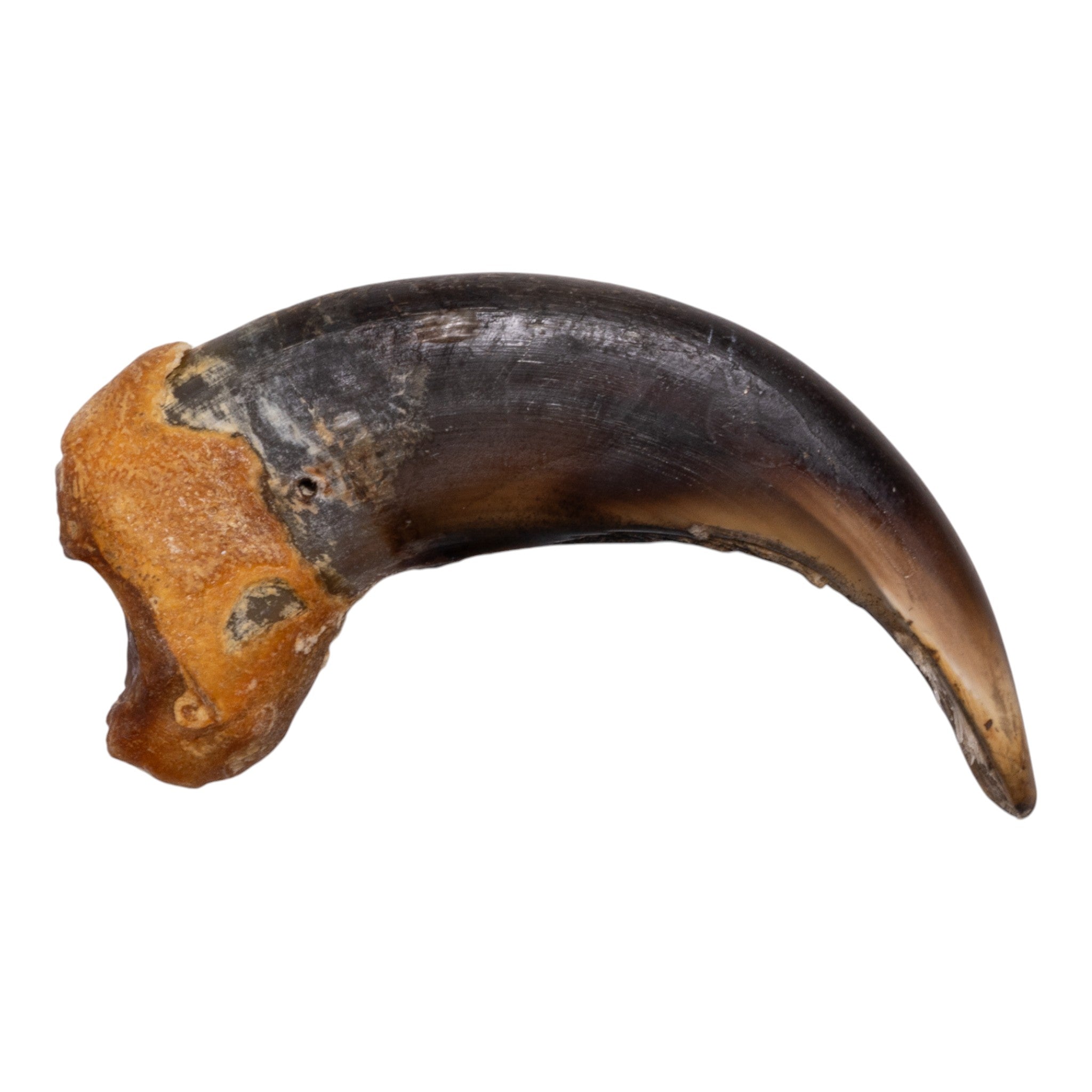 Authentic Grizzly Bear Claw Necklace Pendant - Handcrafted Wildlife Jewelry for Outdoor Enthusiasts & Nature Lovers | Perfect for Camping, Hiking & Wilderness Adventures