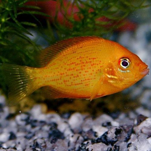 Orange Chromide (Etroplus Maculatus) - Freshwater Tropical Fish for Aquariums | Perfect for Community Tanks & Fish Enthusiasts