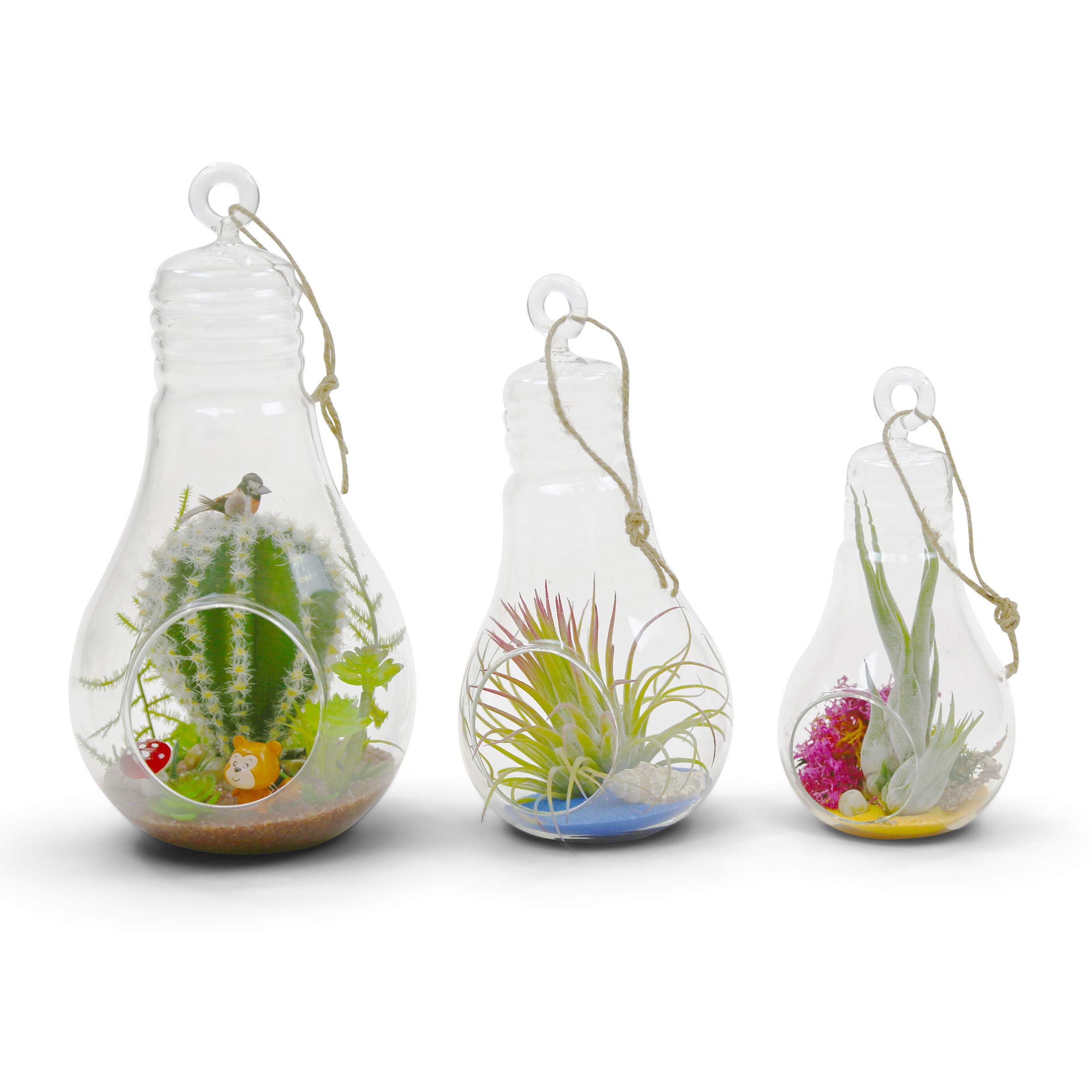 Hanging Glass Plant Terrarium - 3