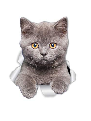 Grey Kitten