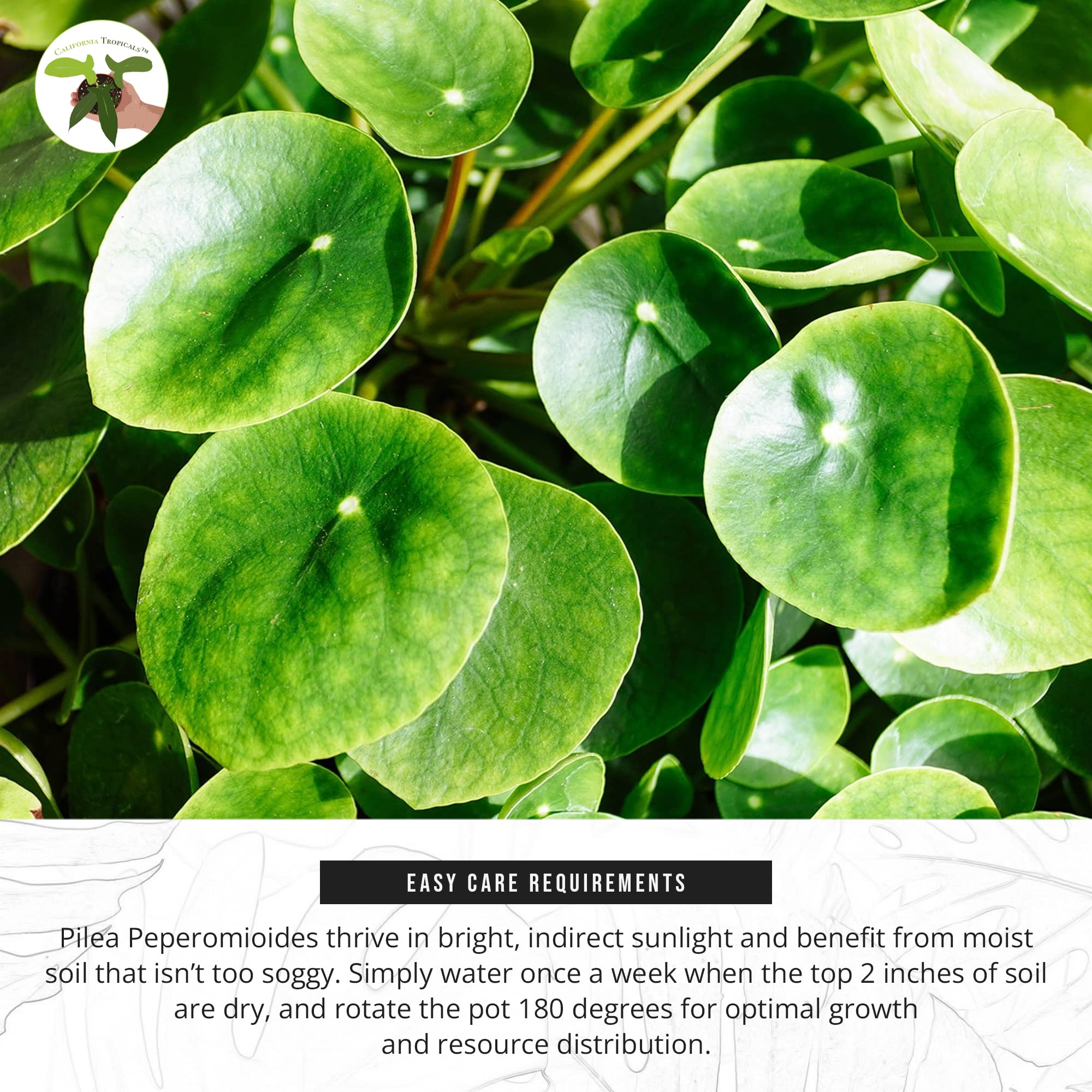 California Tropicals Rare Chinese Money Plant (Pilea Peperomioides) - Live Indoor House Plant in 4 Inch Pot, Low Maintenance Easy Care, Perfect for Office Desk, Home Decor & Feng Shui, Real Gardening Plants for Beginners | Ideal for Living Room, Bedroom & Gift Giving