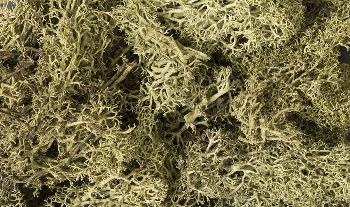 Spring Green Lichen for Model Train Scenery - Realistic Woodland Scenics for Dioramas & Miniature Landscapes