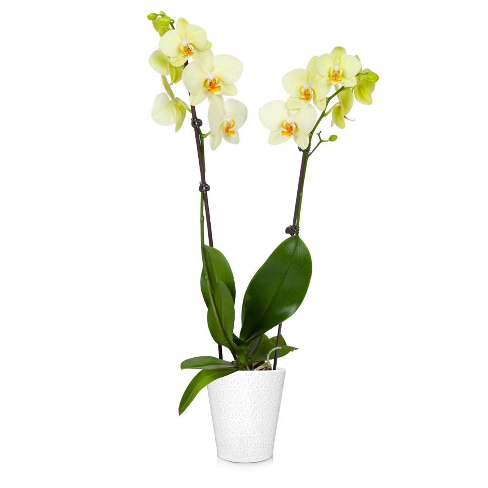 Brighter Blooms - Yellow Orchid Plant in White Savannah Pot - Vibrant Indoor Flowering Plant for Home & Office Decor | Perfect for Living Rooms, Bedrooms, and Gift Giving