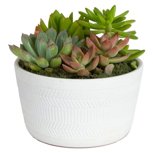 Modern Decorative White Ceramic