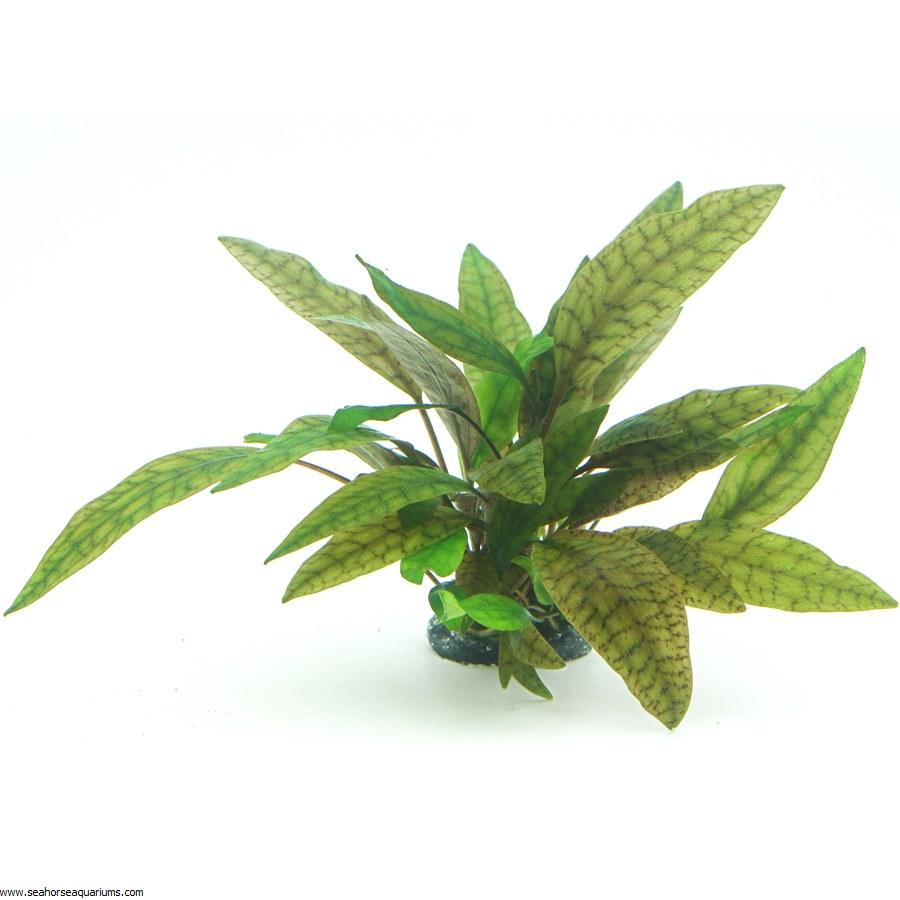 Dennerle Cryptocoryne x Purpurea TC Live Aquarium Plant - Easy Low Light Aquatic Plant for Fish Tanks, Aquascaping & Freshwater Aquariums
