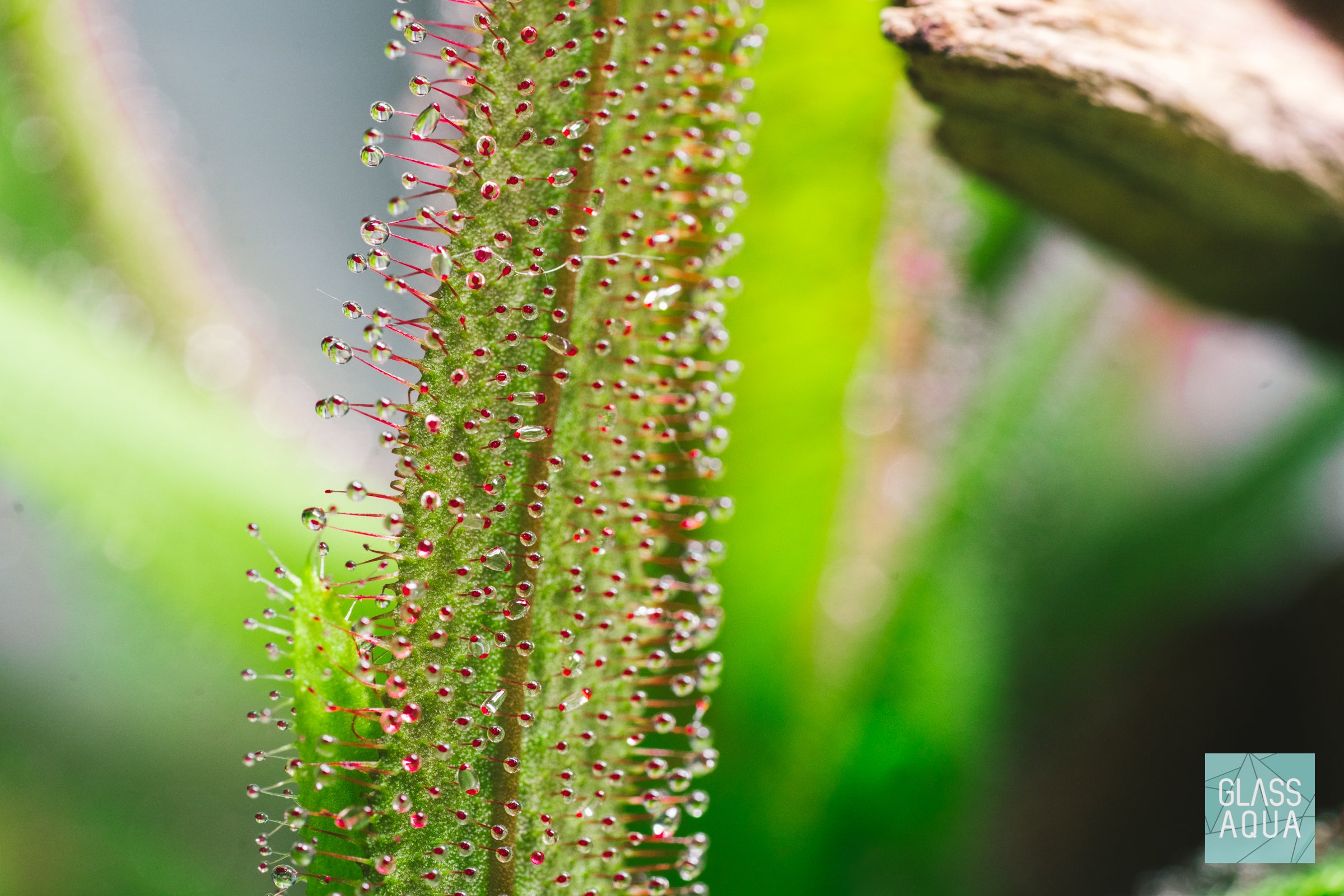 Drosera Rotundifolia (Round-Leaved Sundew) Carnivorous Plant - Natural Pest Control for Home & Garden | Perfect for Terrariums, Windowsills & Outdoor Bog Gardens