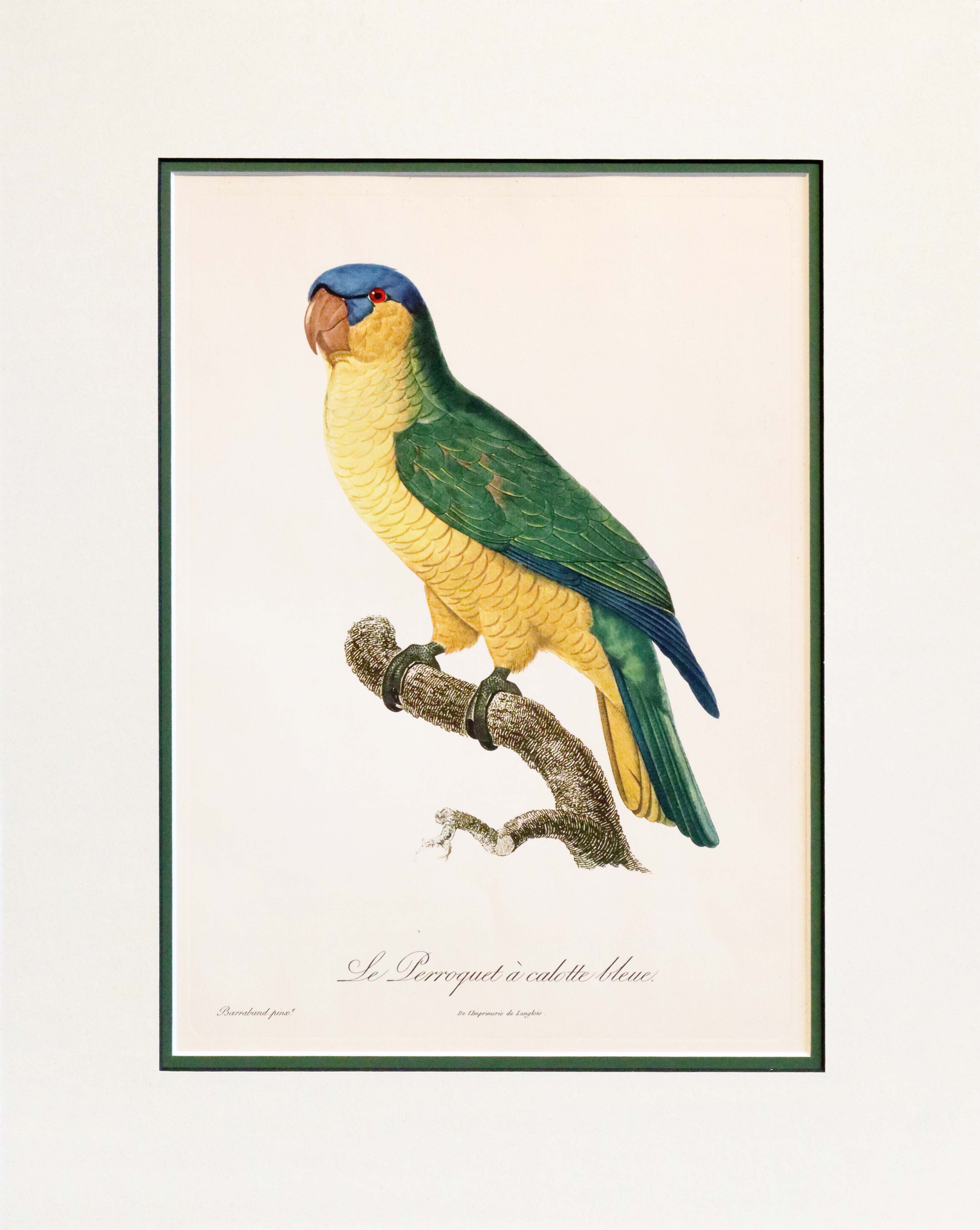 Vintage 1960s French Bird Art Print - Jacques Barraband's Blue-Capped Parrot (Le Perroquet à Calotte Bleue) - Antique Home Decor for Living Room, Office & Gallery Wall Display