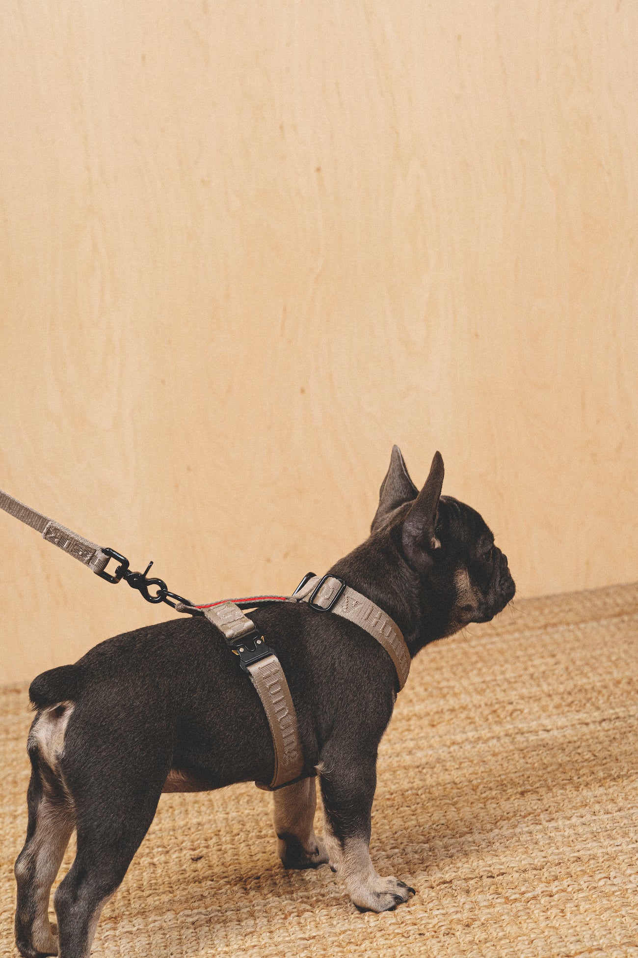 Comfy Walk Kit - Adjustable Dog Leash & Harness Set in Gray for Small to Medium Dogs - Perfect for Walking, Training & Outdoor Adventures