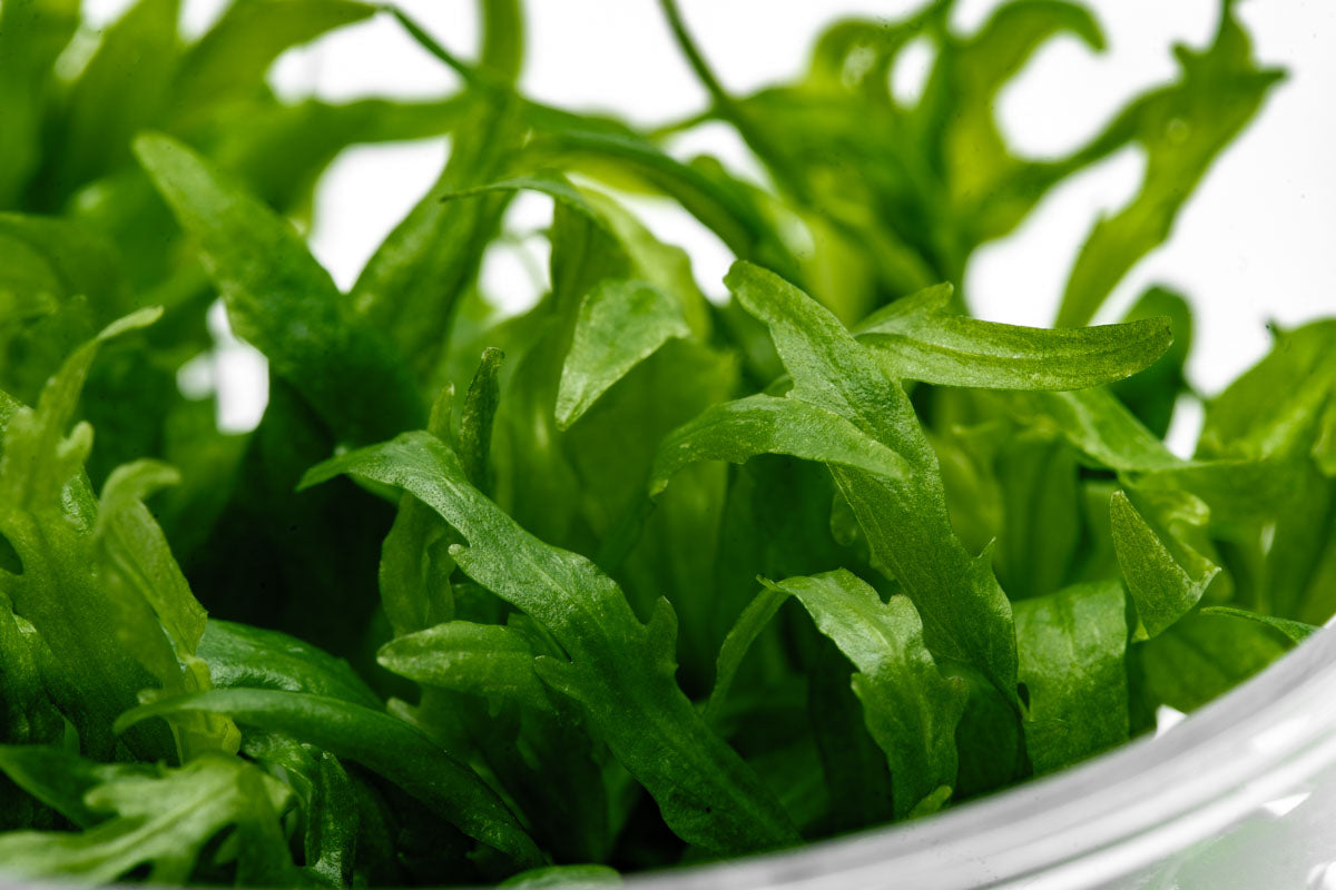 Hygrophila Odora Tissue Culture - Live Aquatic Plant for Freshwater Aquariums | Easy Care & Fast Growing | Perfect for Fish Tanks, Aquascaping & Planted Aquariums