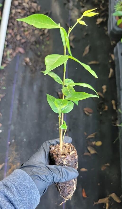 Ice Cream Bean Live Trees - Pack of 2 | Sweet Tropical Fruit with Fluffy Vanilla Flavor | Perfect for Home Gardens, Landscaping & Fresh Fruit Lovers