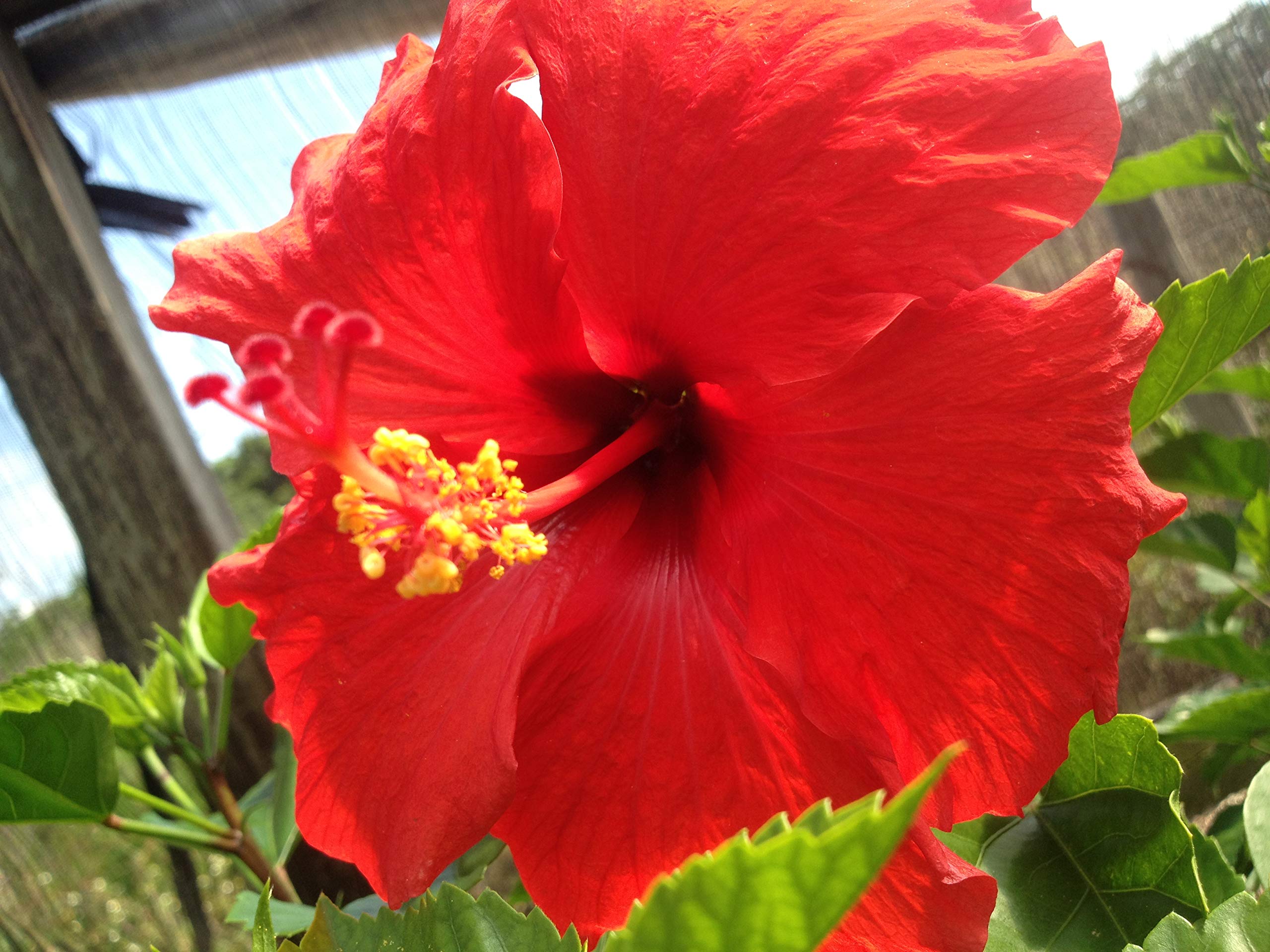 2 Hawaiian Tropical Red Hibiscus Plant Cuttings - Live Exotic Flower Plants for Garden, Landscaping & Home Decor (K7) | Perfect for Outdoor Planting, Patio Decor & Tropical Gardens
