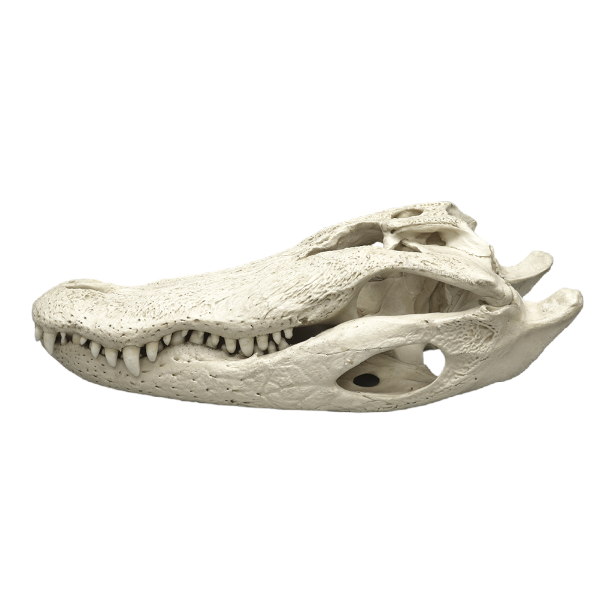 Authentic-Looking Replica American Alligator Skull - 29.5 Inches - Perfect for Home Decor, Halloween Props, and Educational Displays