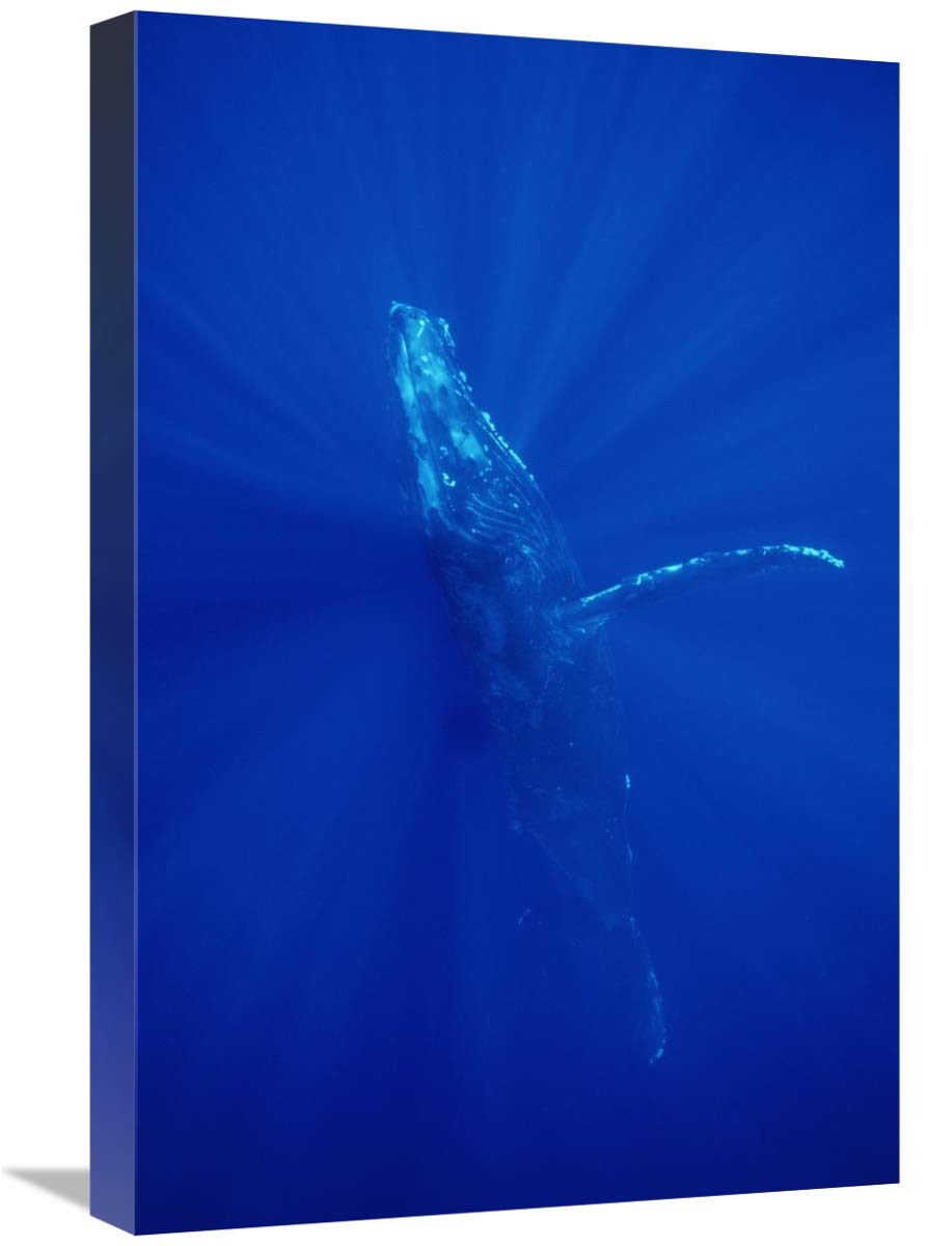16 x 24 Inch Humpback Whale Art Print - Maui Hawaii Ocean Wildlife Photography by Flip Nicklin - Perfect for Beach House Decor, Marine Lover Gifts & Wall Art