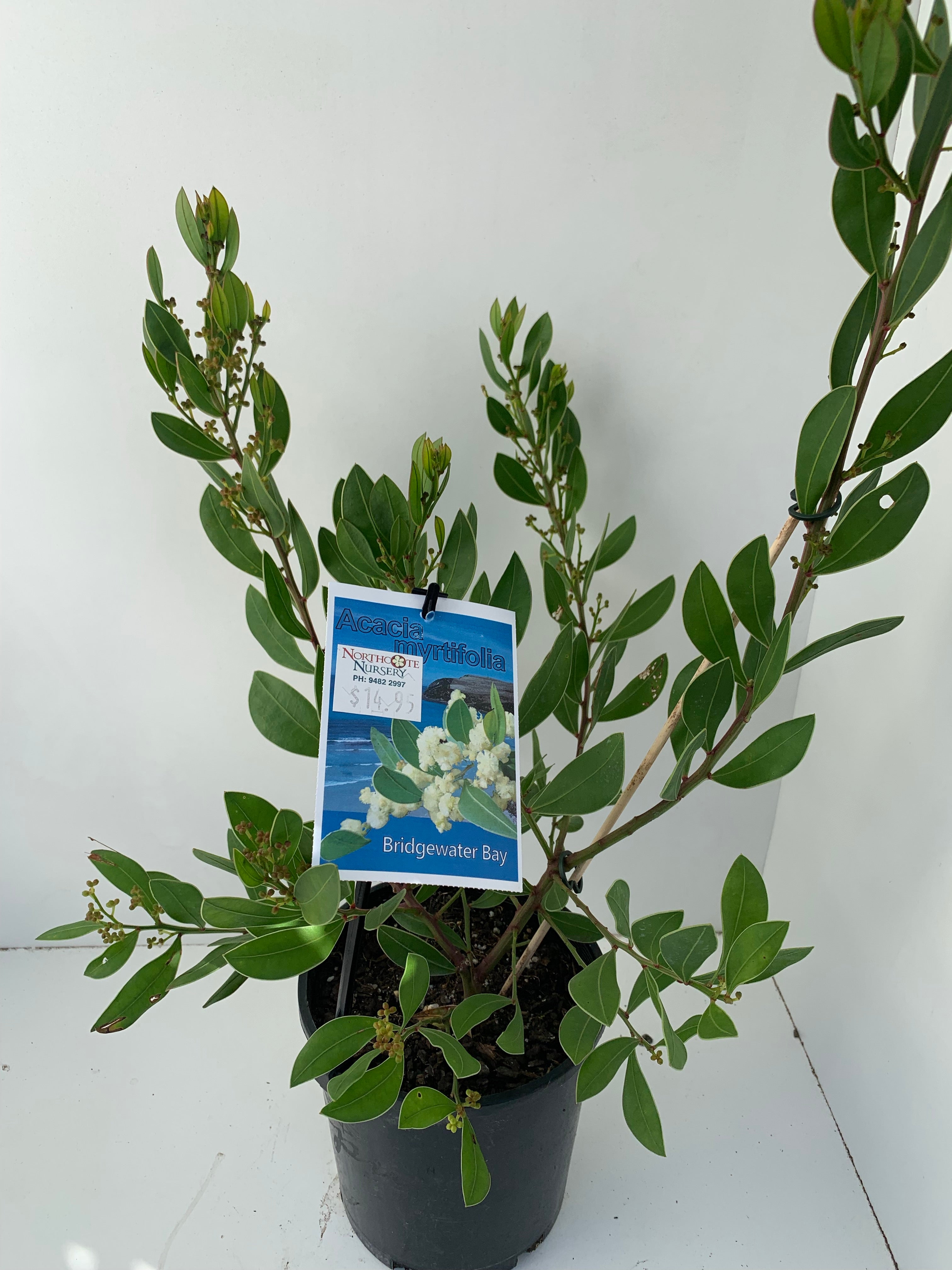 Acacia myrtifolia 'Bridgewater Bay' - Australian Native Shrub for Landscaping & Coastal Gardens | Drought-Tolerant Plant for Xeriscaping & Wildlife Habitats